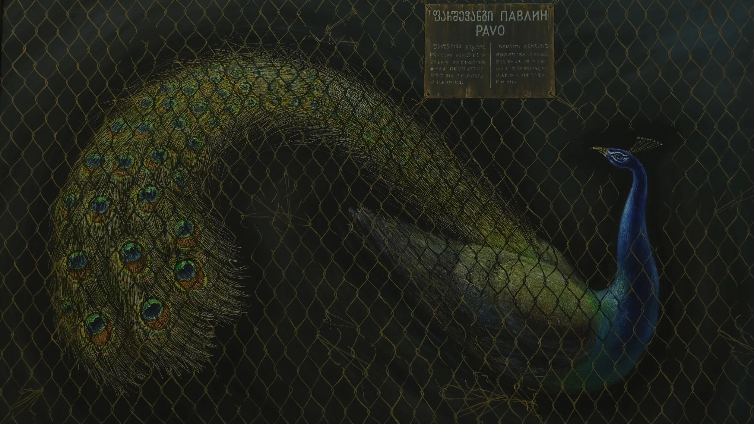 Painted peacock with vibrant blue, green, and yellow feathers behind a wire fence, with a sign above it that has inscriptions in Georgian and the word 'PAVO'.
