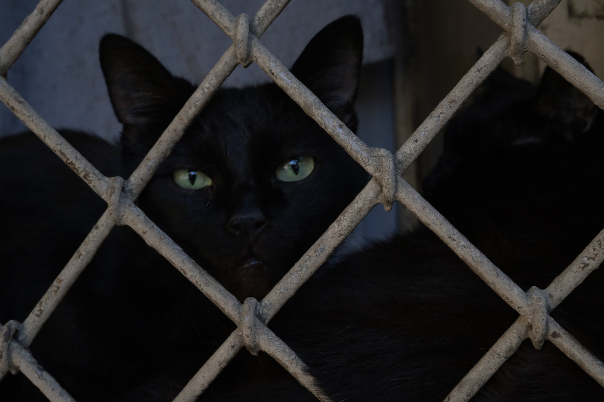 A black cat with green eyes behind a rusty wire fence.