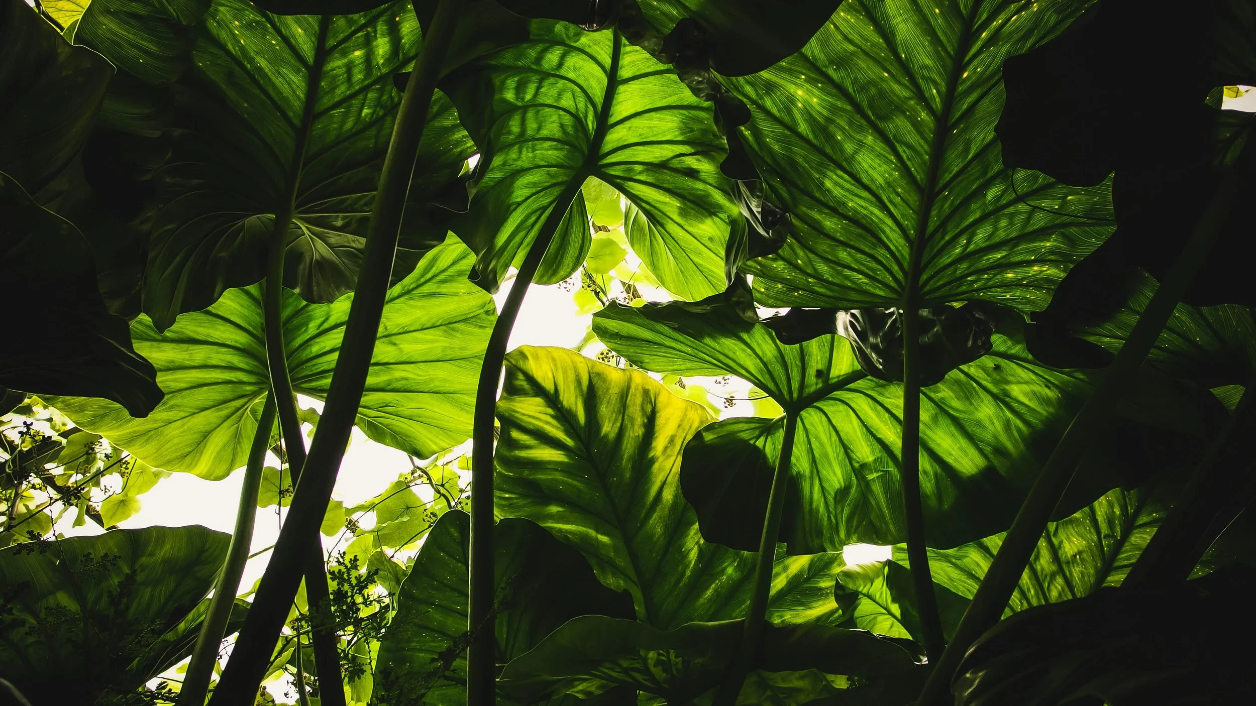 Green tropical leaves with sunlight filtering through.
