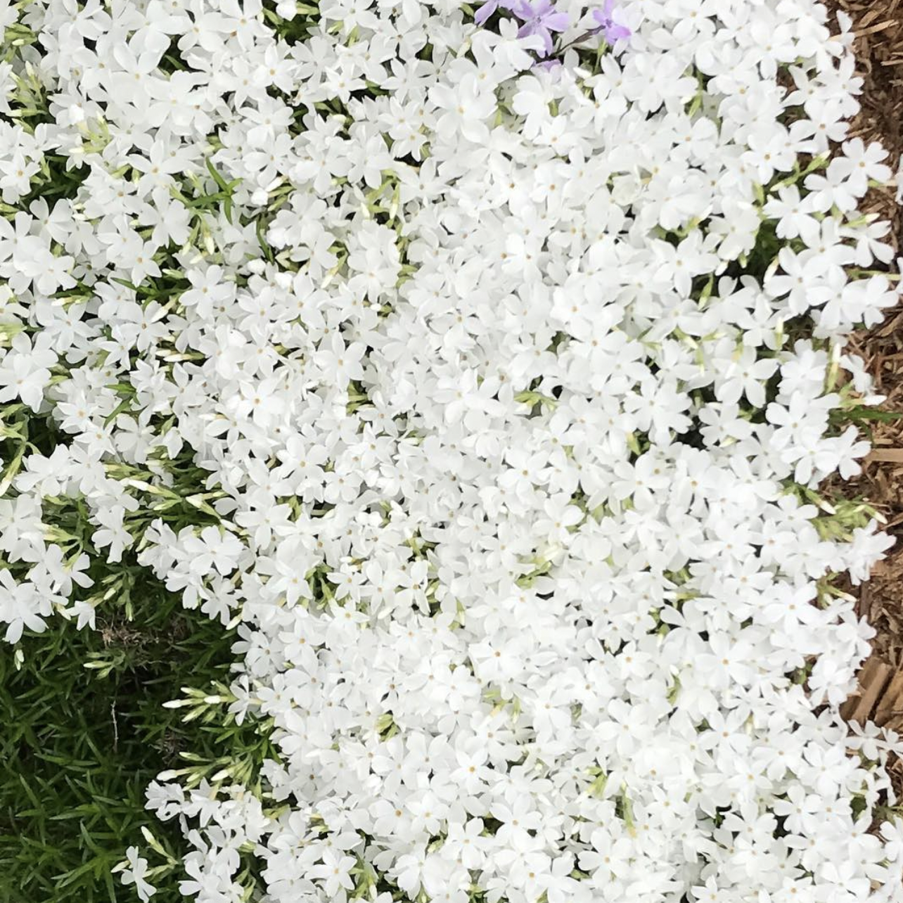 A dense cluster of white flowers, possibly jasmine or similar small, star-shaped blossoms, with a small section of brown mulch or soil visible on the right side.