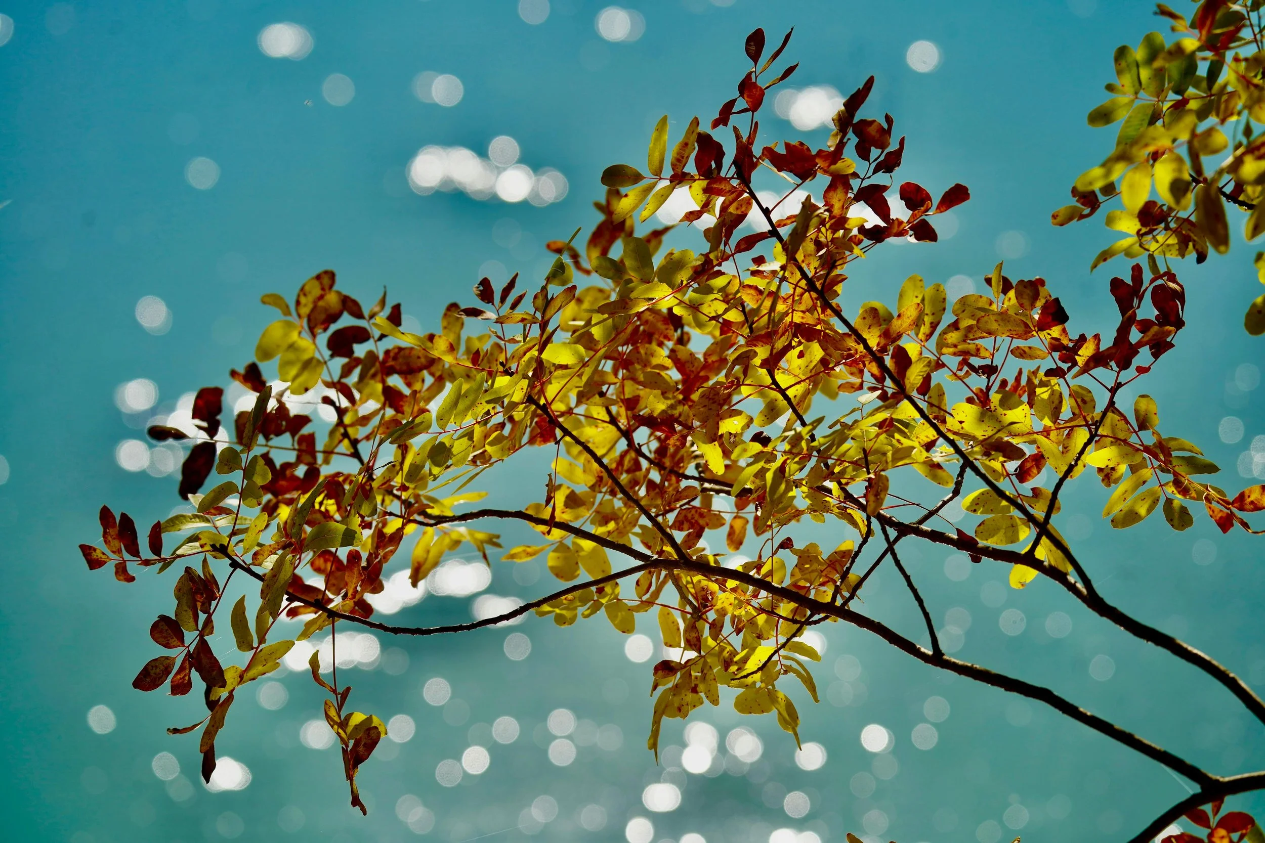 Branch with yellow and brown leaves against a blue sky with sunlight and bokeh effect.