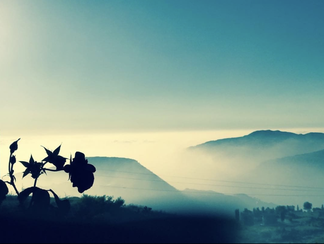 Silhouettes of plants in the foreground with mountains and a foggy landscape in the background under a gradient sky.