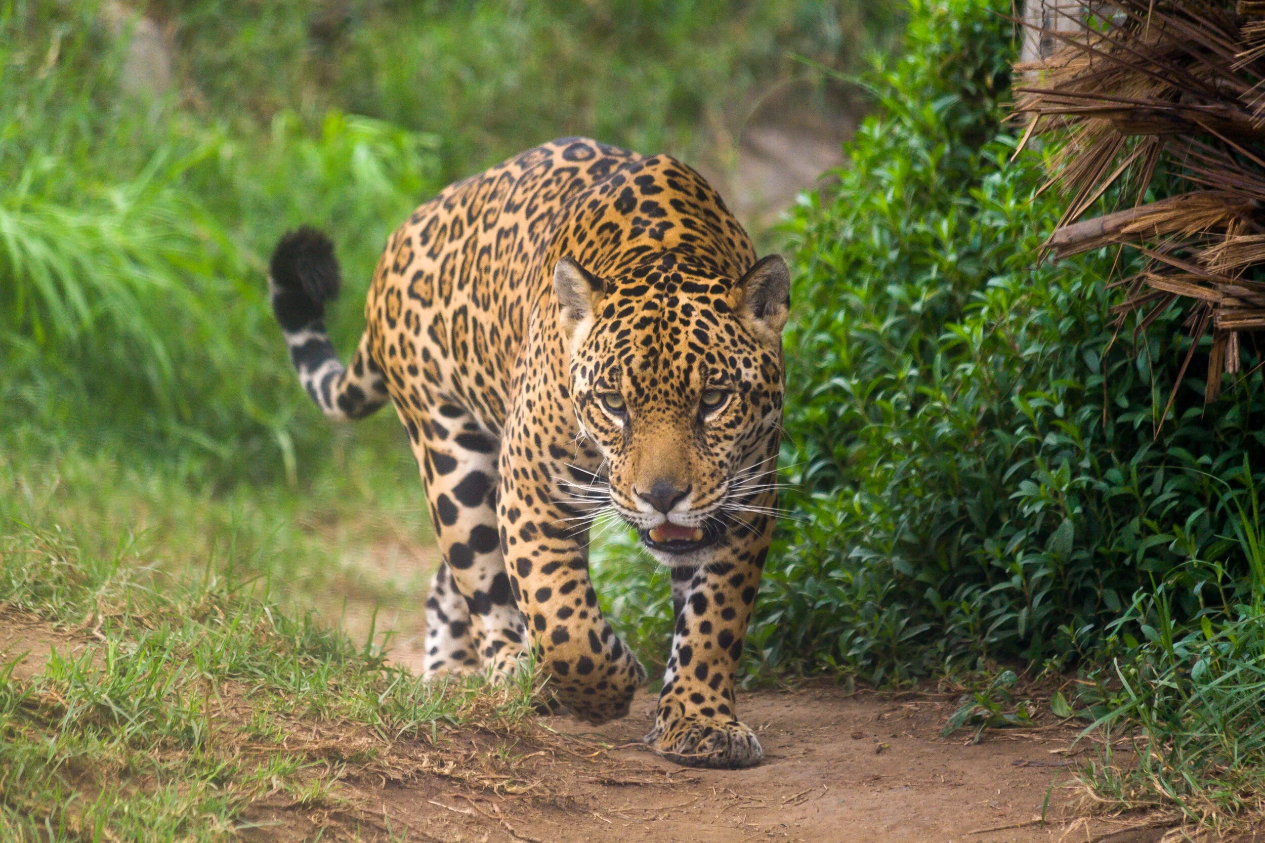 Jaguar2.webp