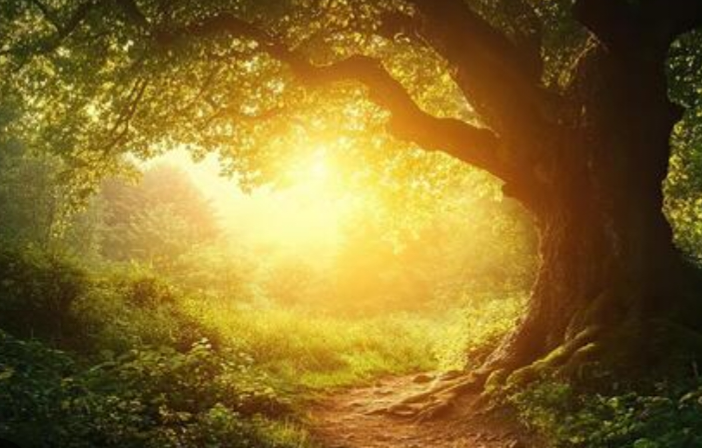 ANCIENT ENGLISH WOODLAND REFERENCE PHOTO