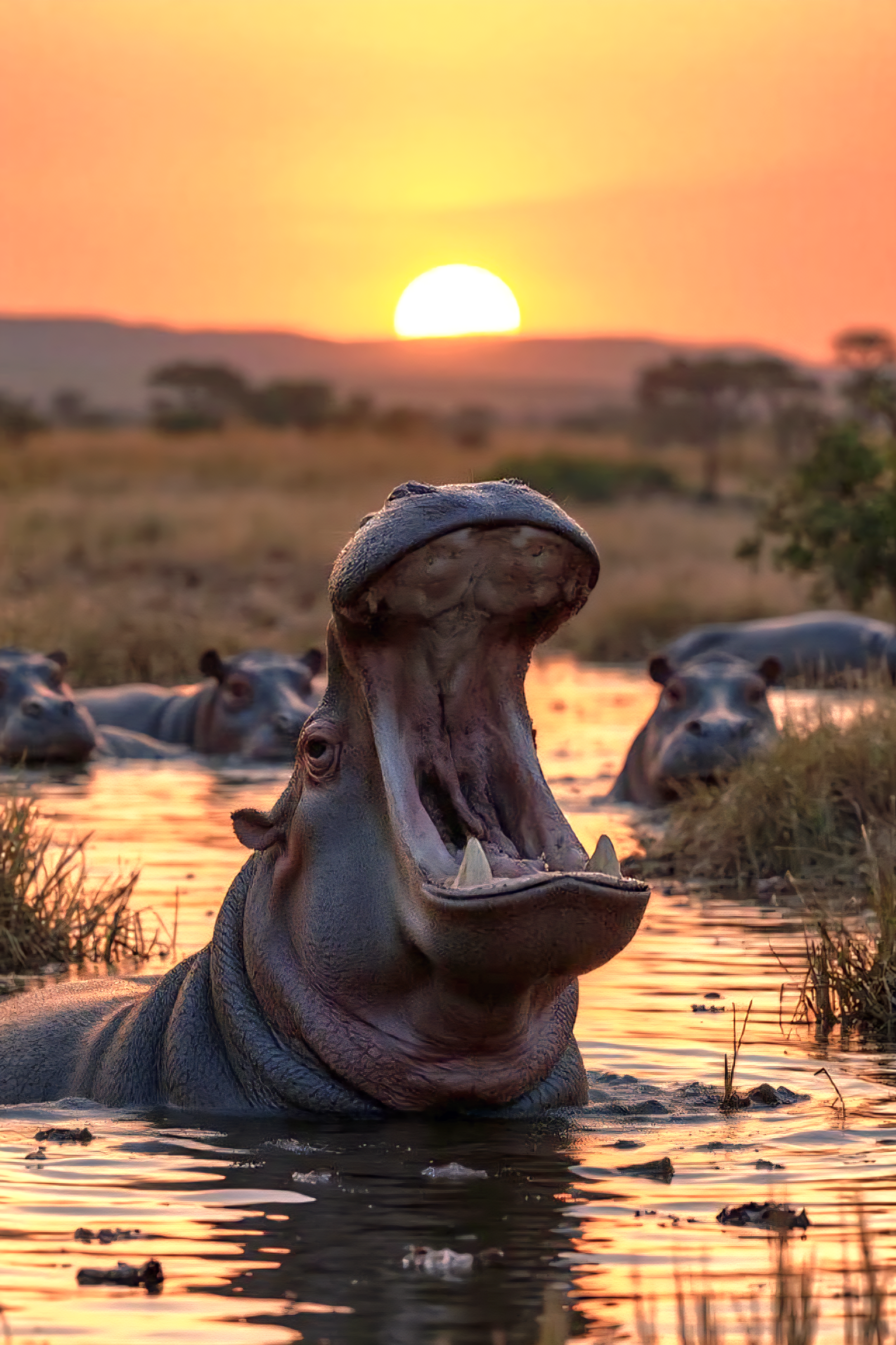 HIPPO AT SUNSET