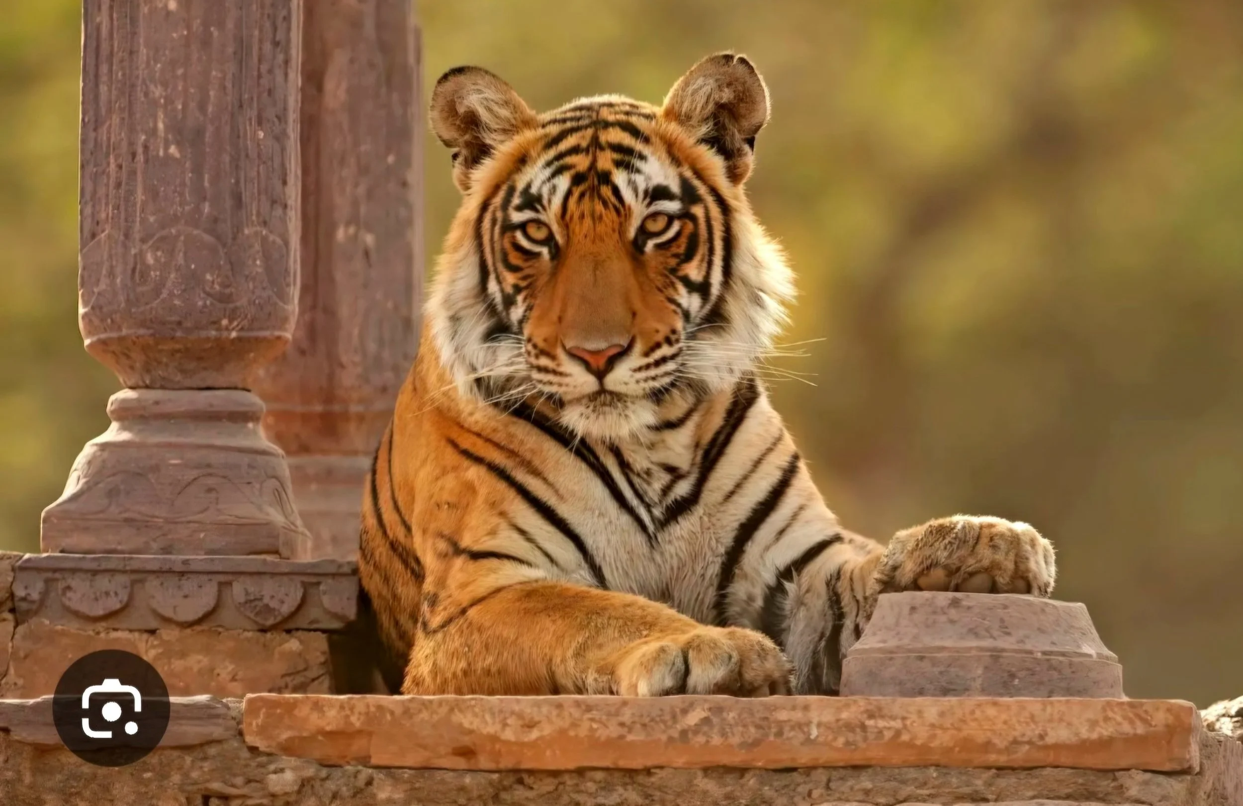 TIGER AT RATHAMBORE