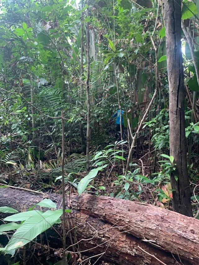 Een dicht bos met veel groen en een omgevallen boom op de voorgrond. Een persoon in een blauwe jas of shirt is te zien die verder weg door de bomen loopt.