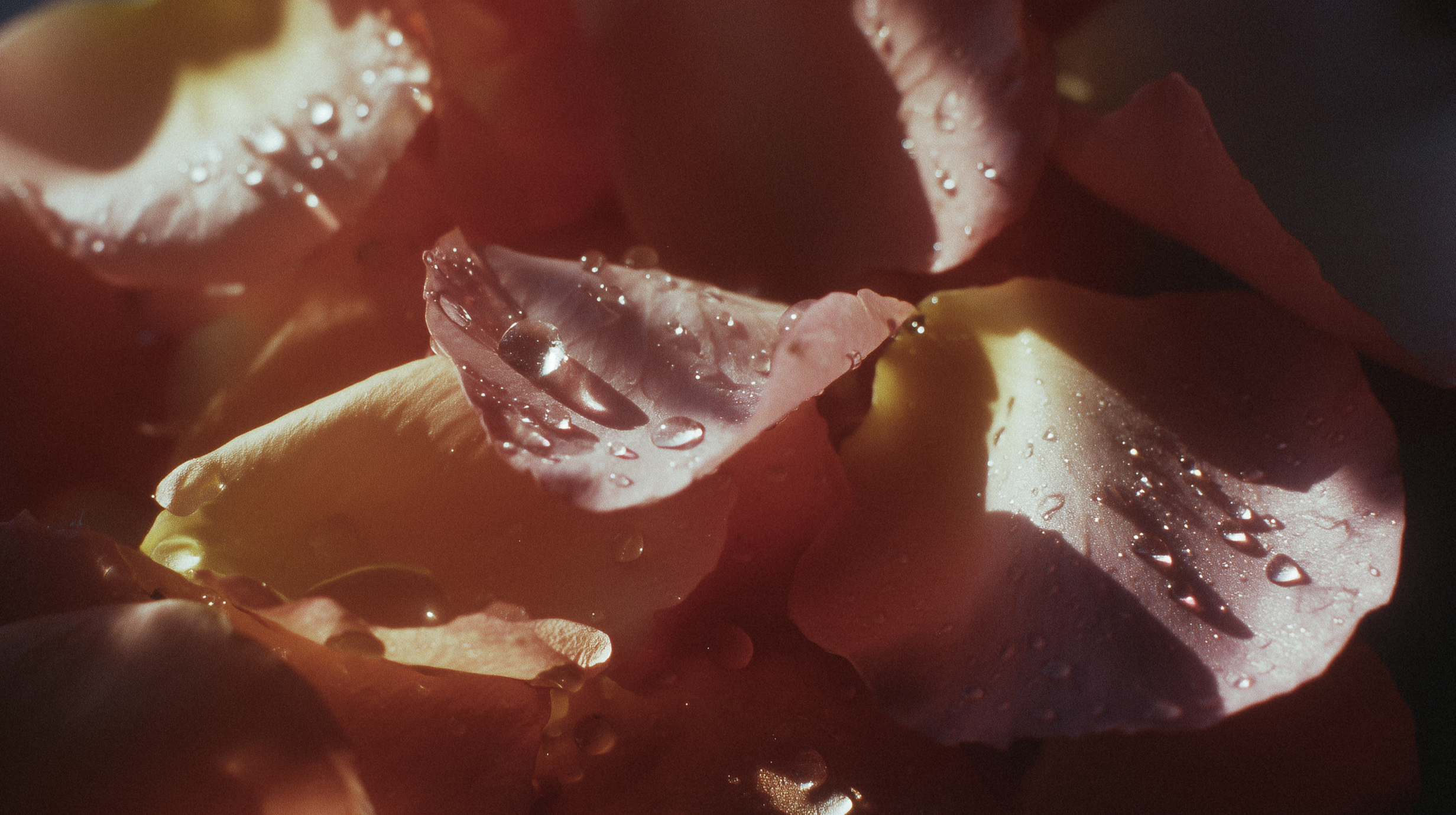 Close-up of pink and yellow rose petals with water droplets on their surface.