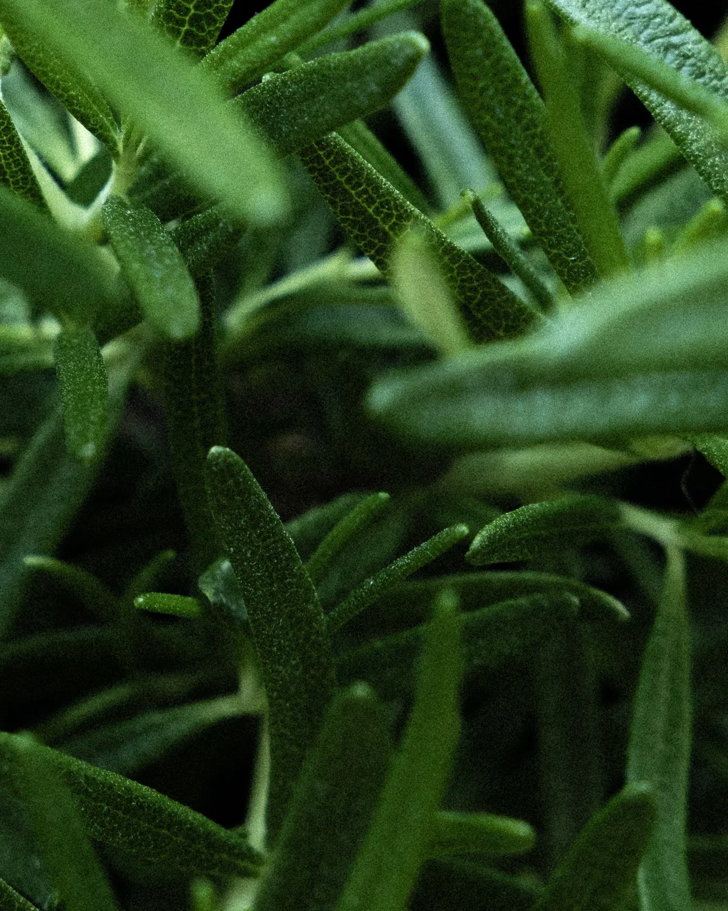 Close-up of green, elongated, slightly curved leaves of a plant, possibly rosemary, with a textured surface.