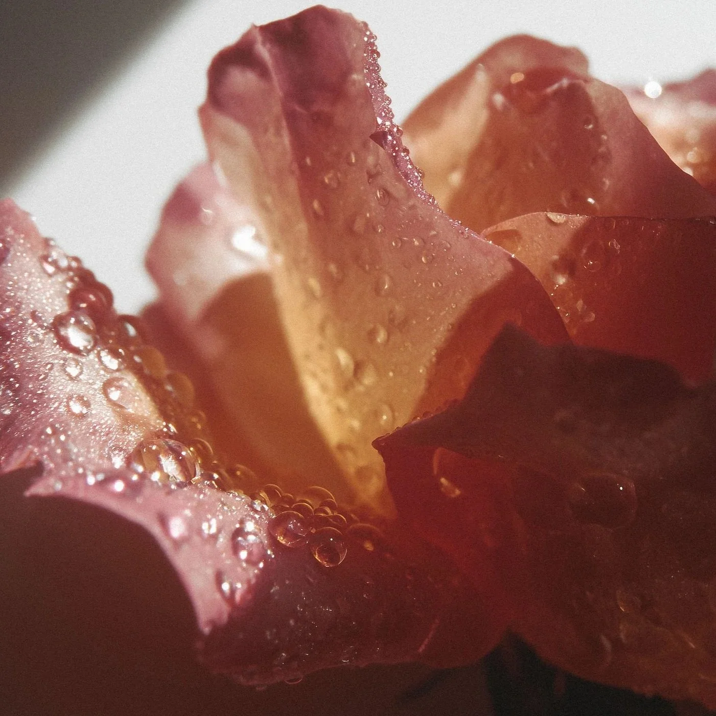 Rosewater Mist product still life photography with rose petals for Blink Brow Bar skincare campaign