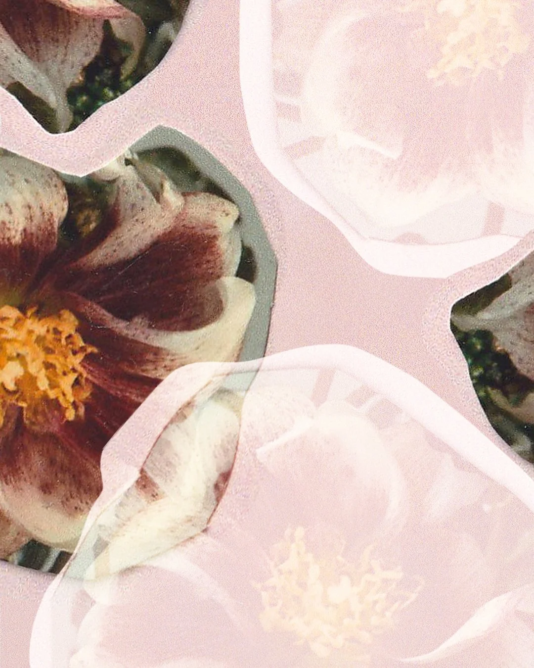Close-up of a flower collage