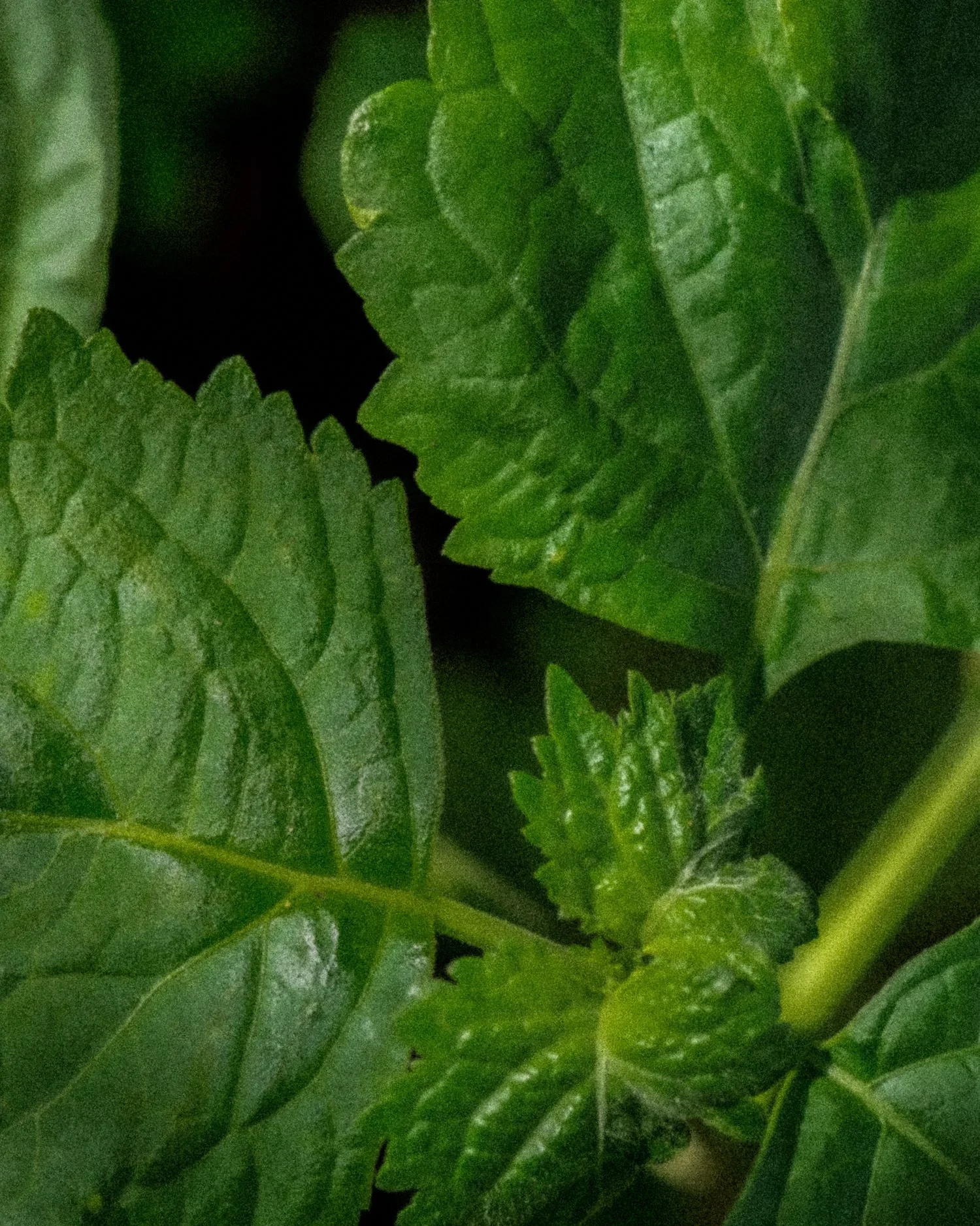 Close-up of green leaves with textured surface and prominent veins.