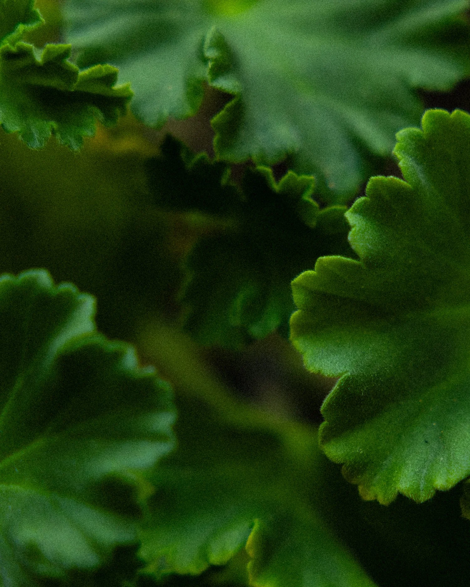Geranium plant close-up