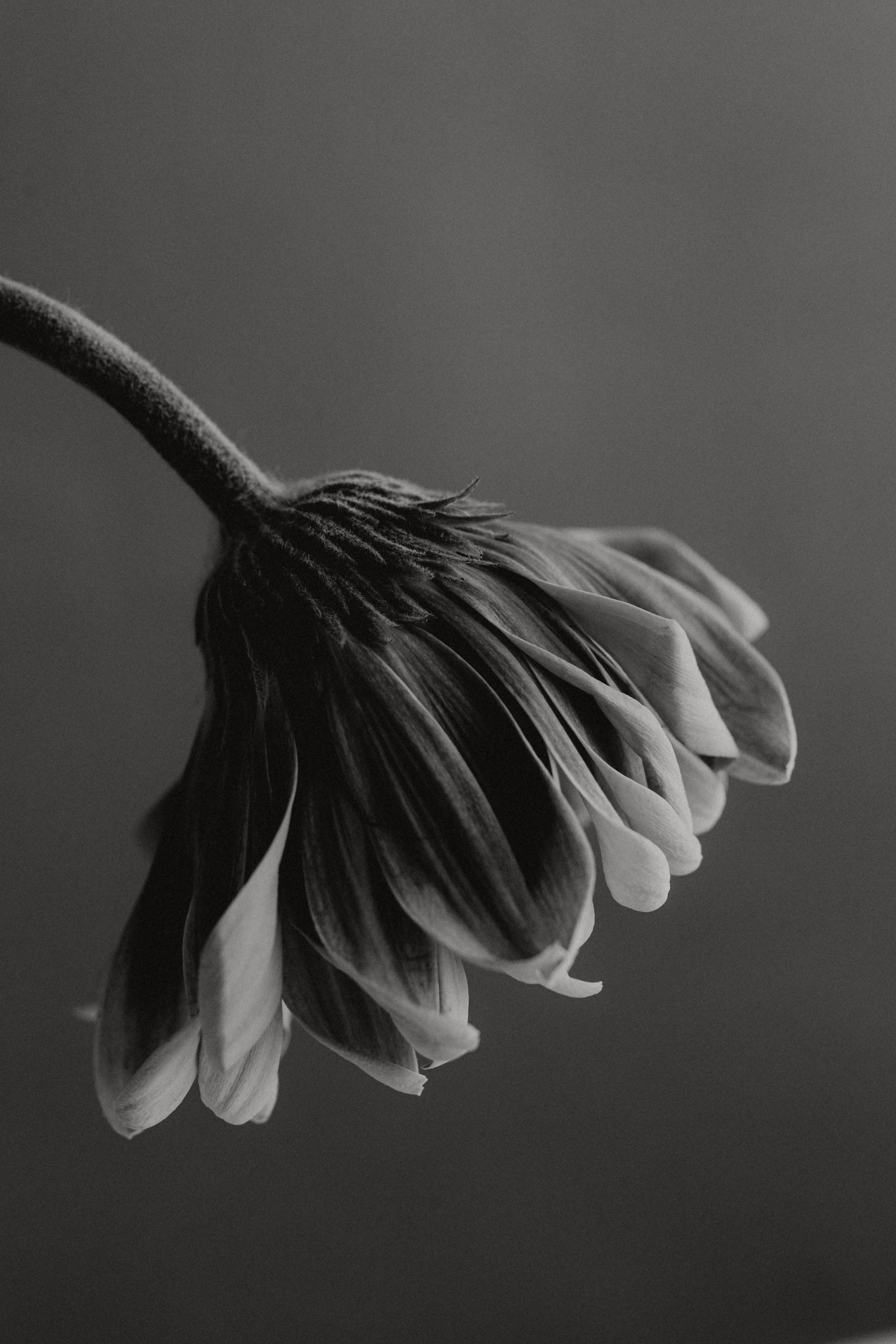 A black and white close-up of a wilted flower hanging downward against a plain background.