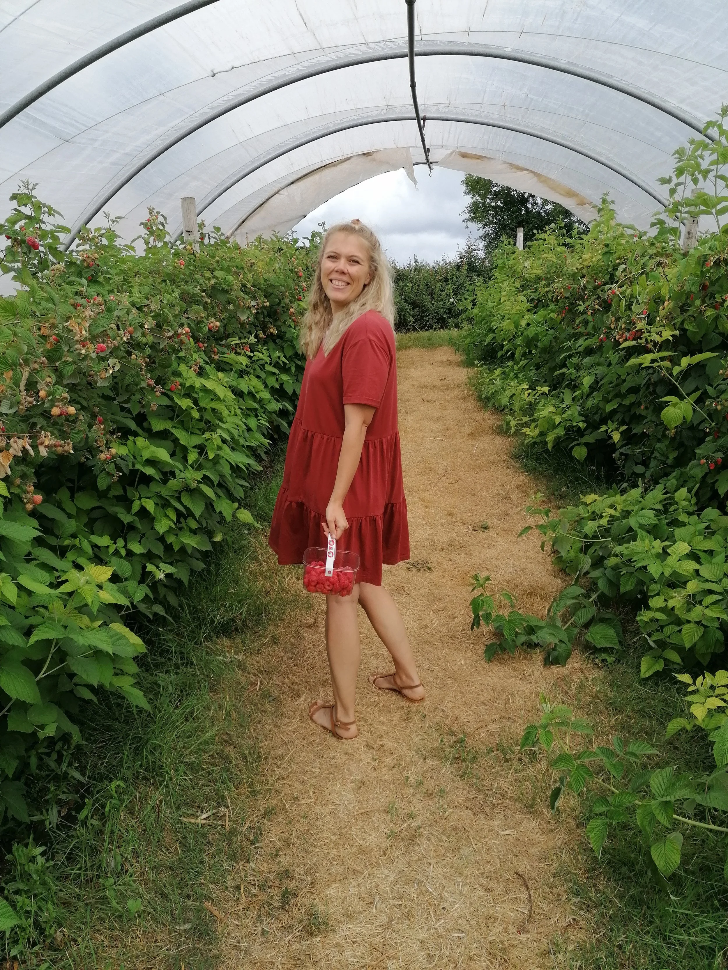 A woman in a red dress holding a container of raspberries in a raspberry farm.