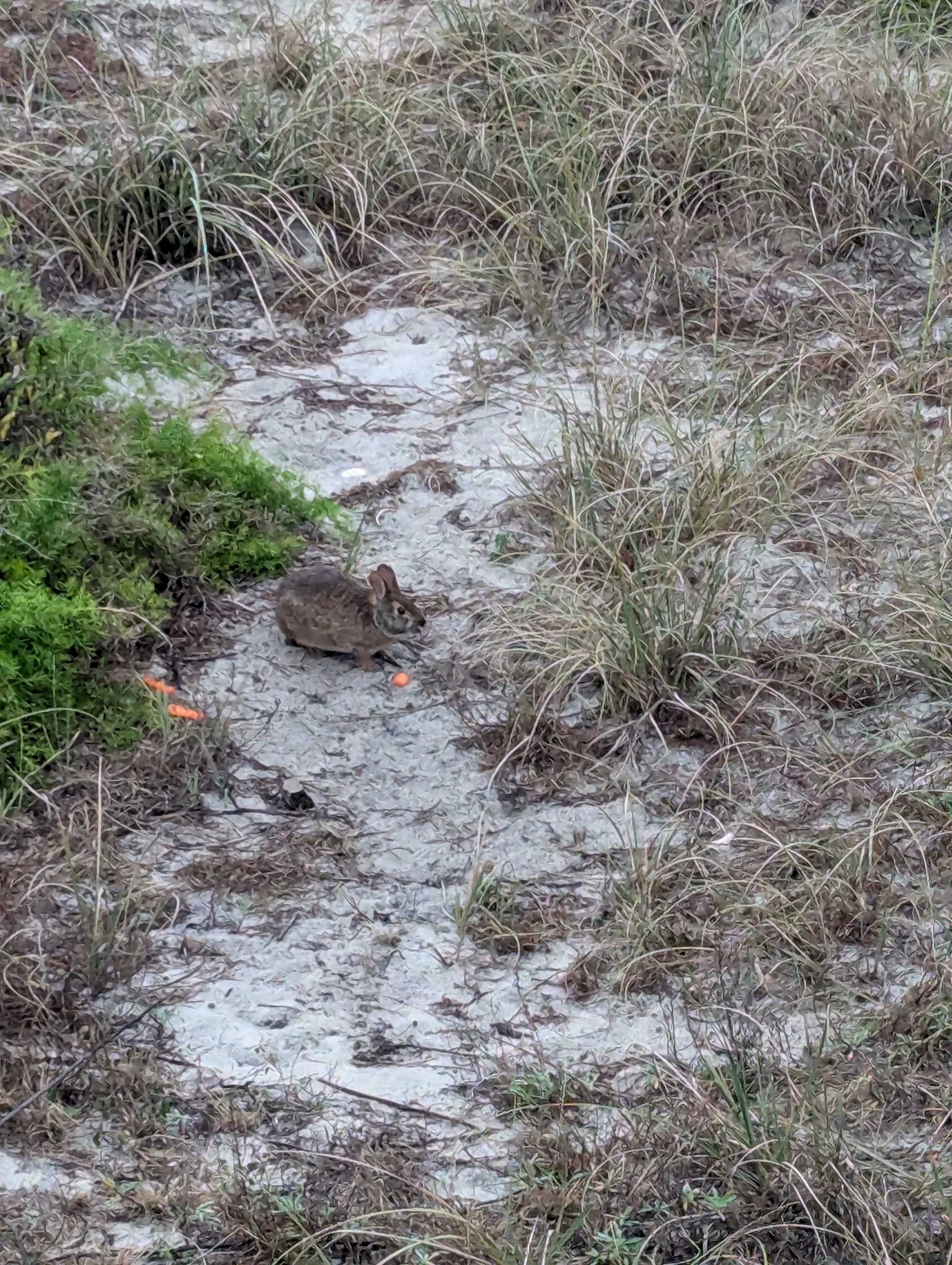 amelia-island-salty-rabbit-rabbit-01.jpg