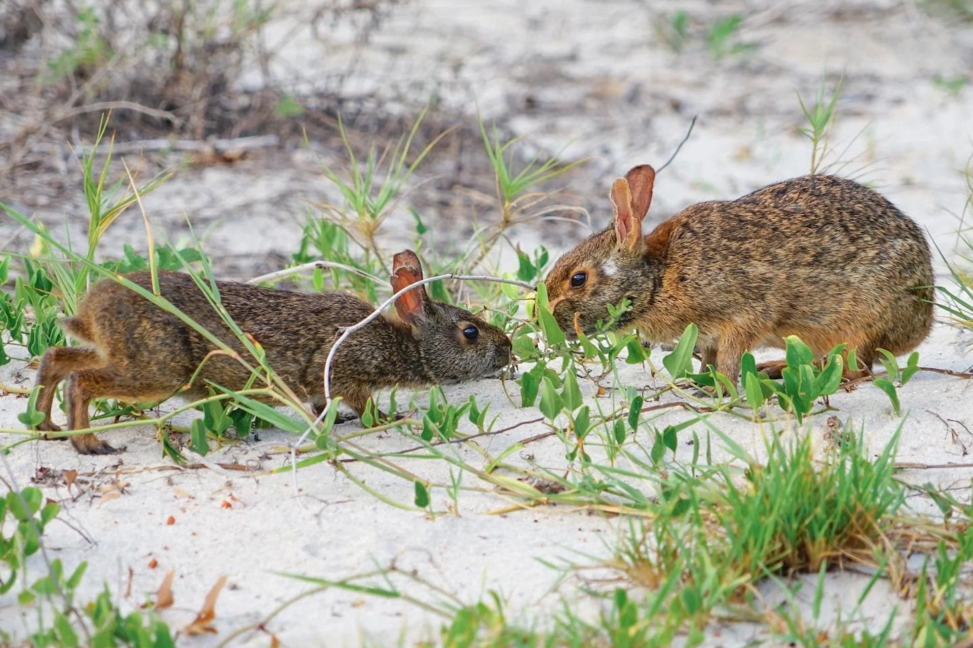 amelia-island-rabbits.jpg