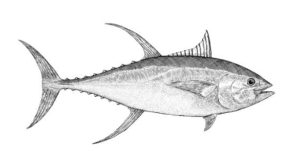 Drawing of a fish with sharp fins and streamlined body