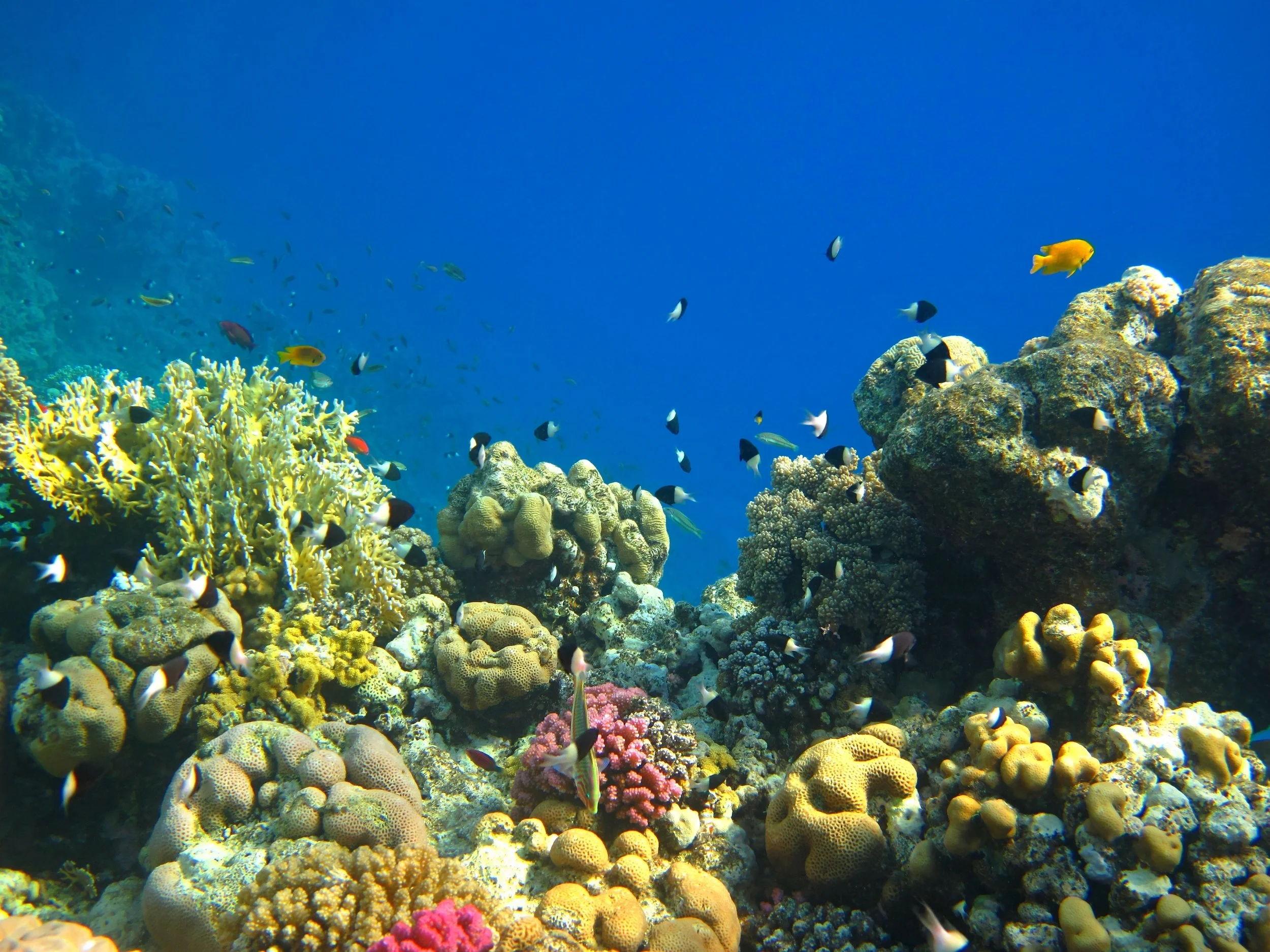 tropical coral reef.jpg