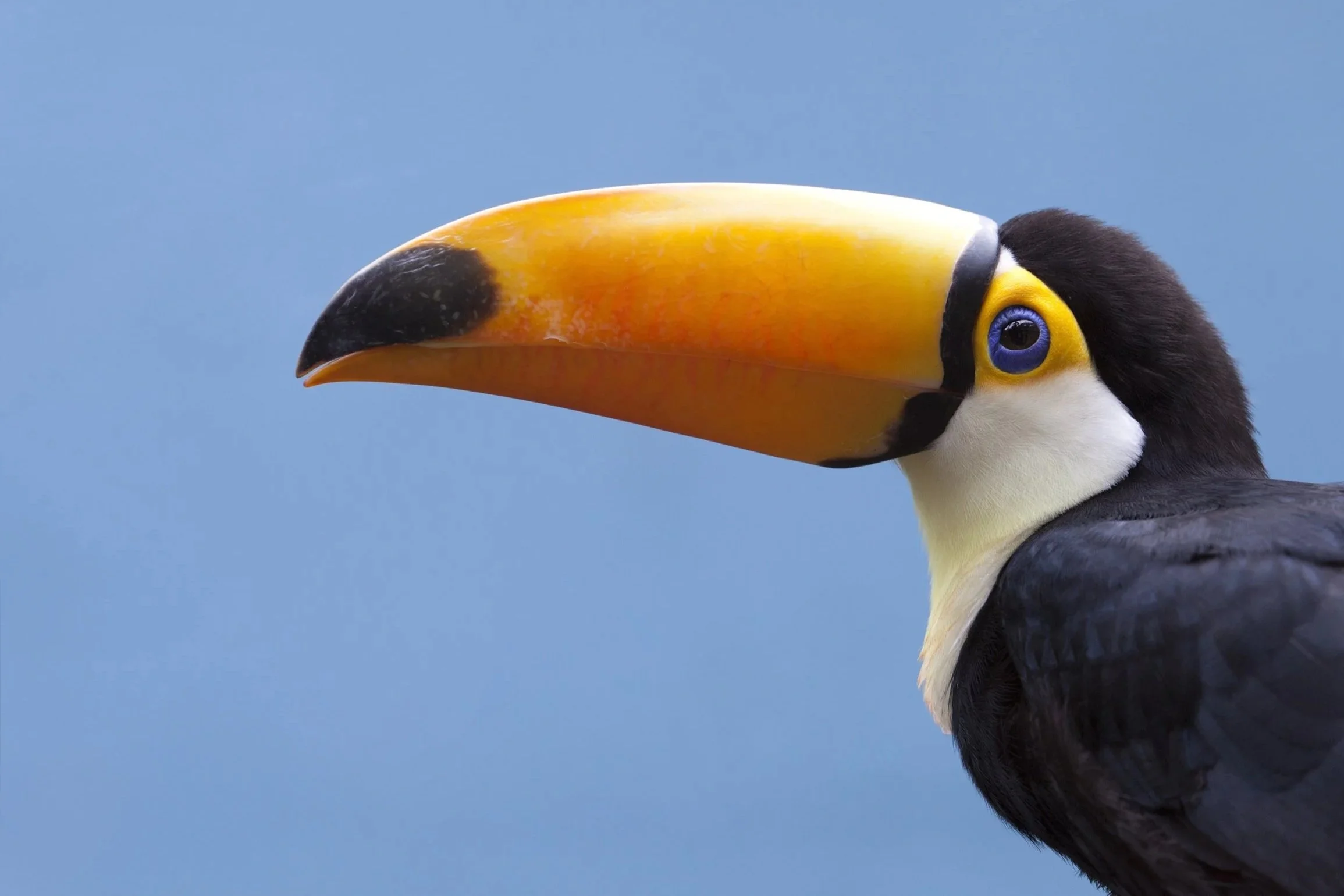 Toucan+Gallery.jpg