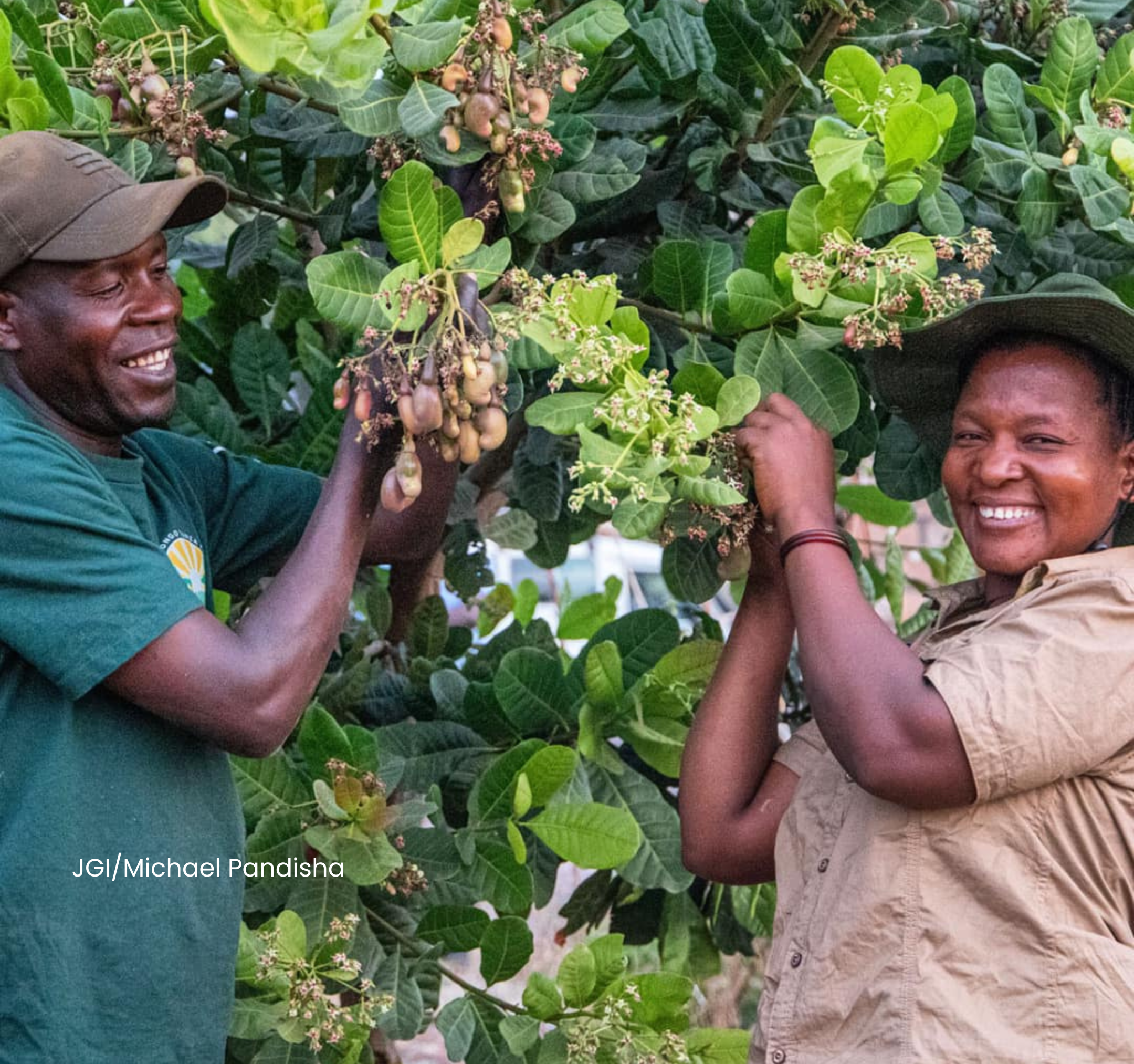 Photo credit: JGI/Michael Pandisha - Moses Mashishanga and his wife Mbuke demonstrate their cashew nut tree progress using composting materials
