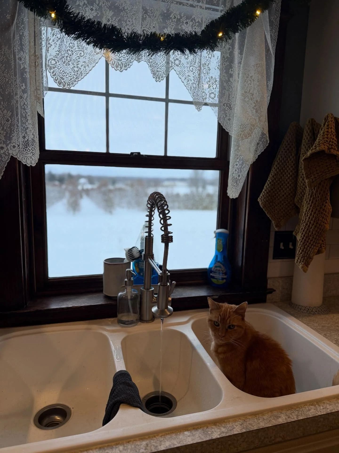 A ginger cat sitting in a kitchen sink next to a window with lace curtains. Outside, it is snowy with a snow-covered landscape. The kitchen has a dark wooden window frame, a countertop, and a bottle of dish soap. There are yellow towels hanging on th
