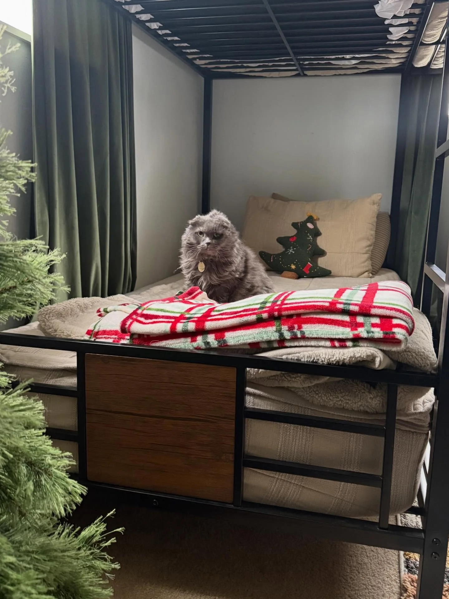 A cozy bed with a gray cat sitting on a red and white plaid blanket, a Christmas tree pillow, beige pillows, and a wooden drawer in a small, decorated corner.
