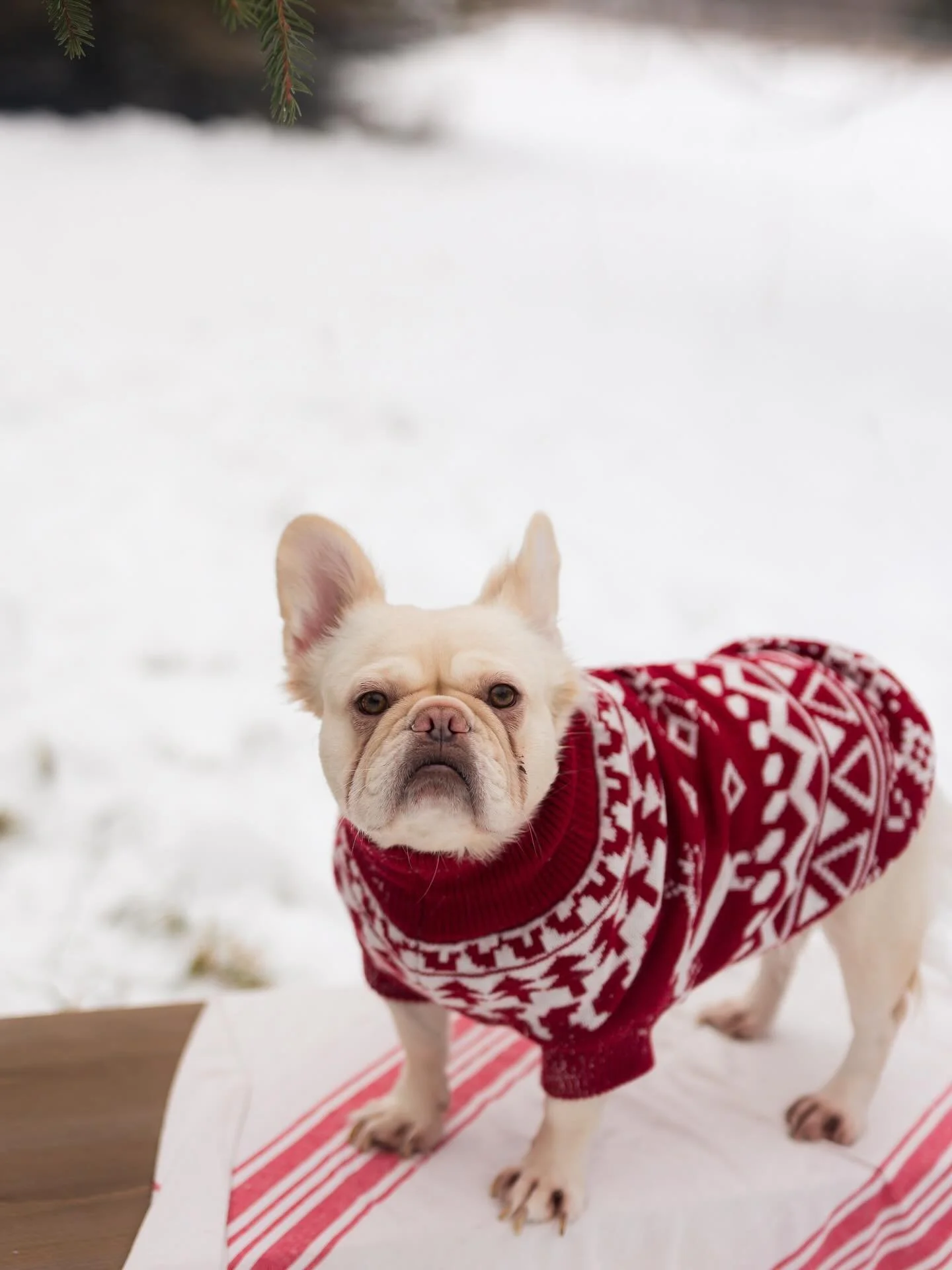 A French Bulldog wearing a red Christmas sweater standing on a white and red striped cloth outdoors in the snow.