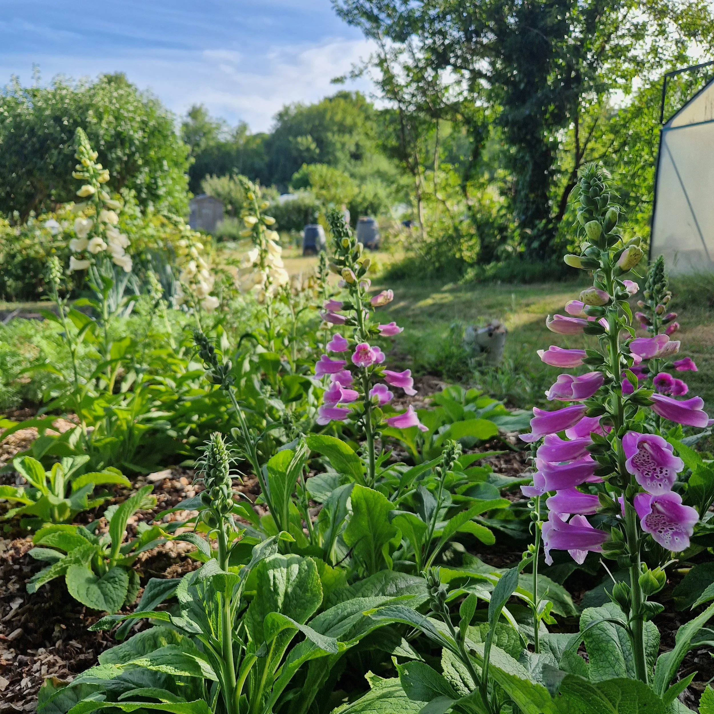 Purple and white flowering plants in a garden with trees and a shed in the background under a blue sky.