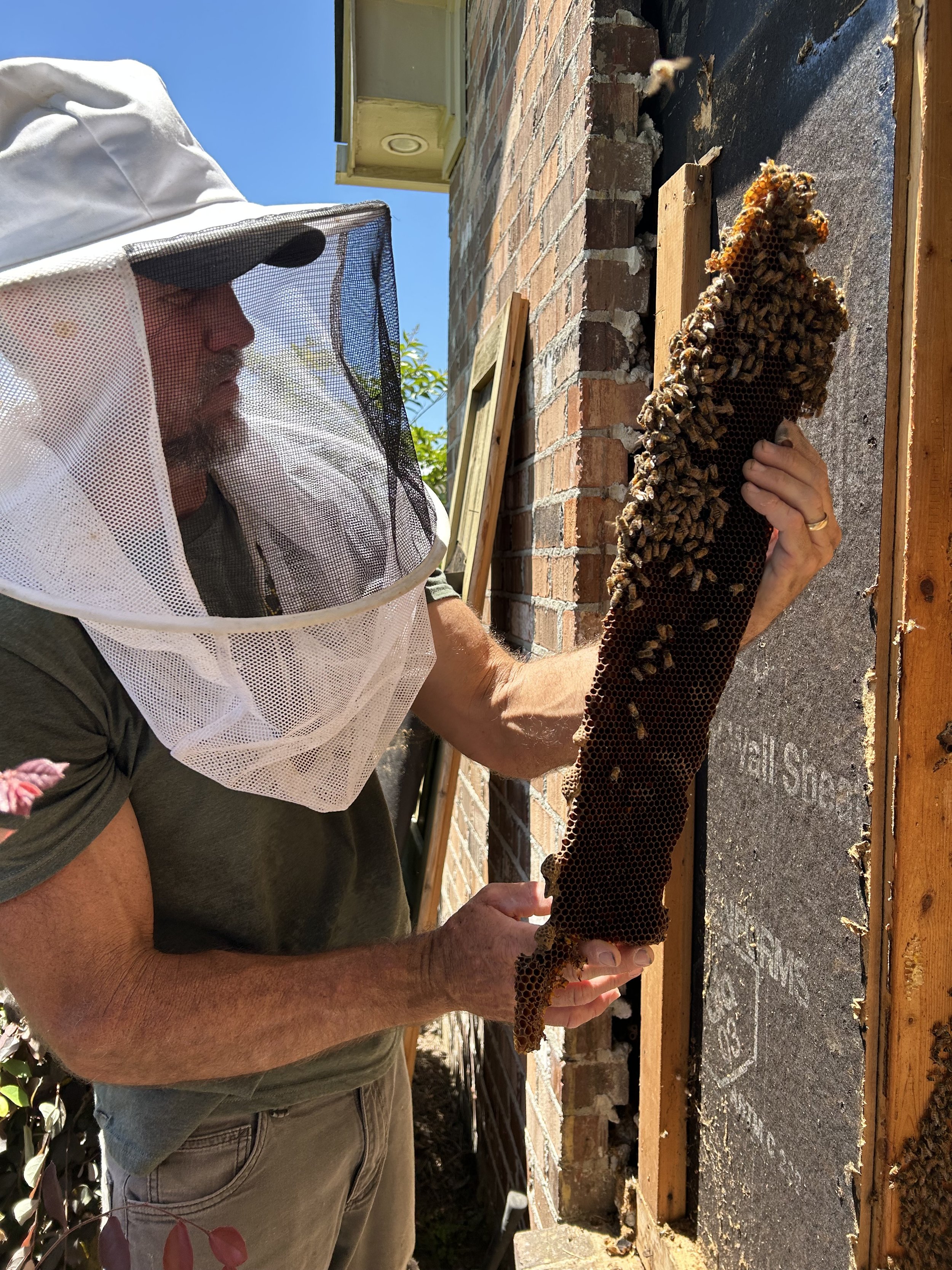 Bee removal 2.jpeg