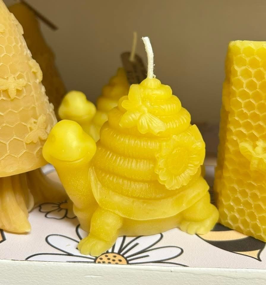 What a cutie!!💛🐢