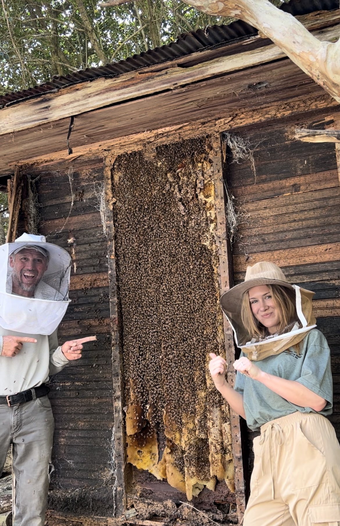 Two people in beekeeping suits inspecting a large hive with bees on a wooden wall of a rustic shed, surrounded by trees.