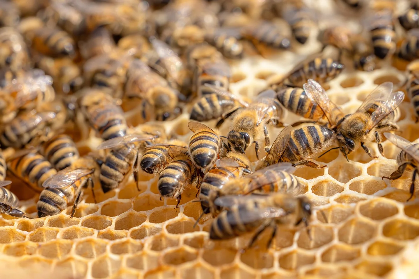 Close-up of honeybees on a honeycomb.