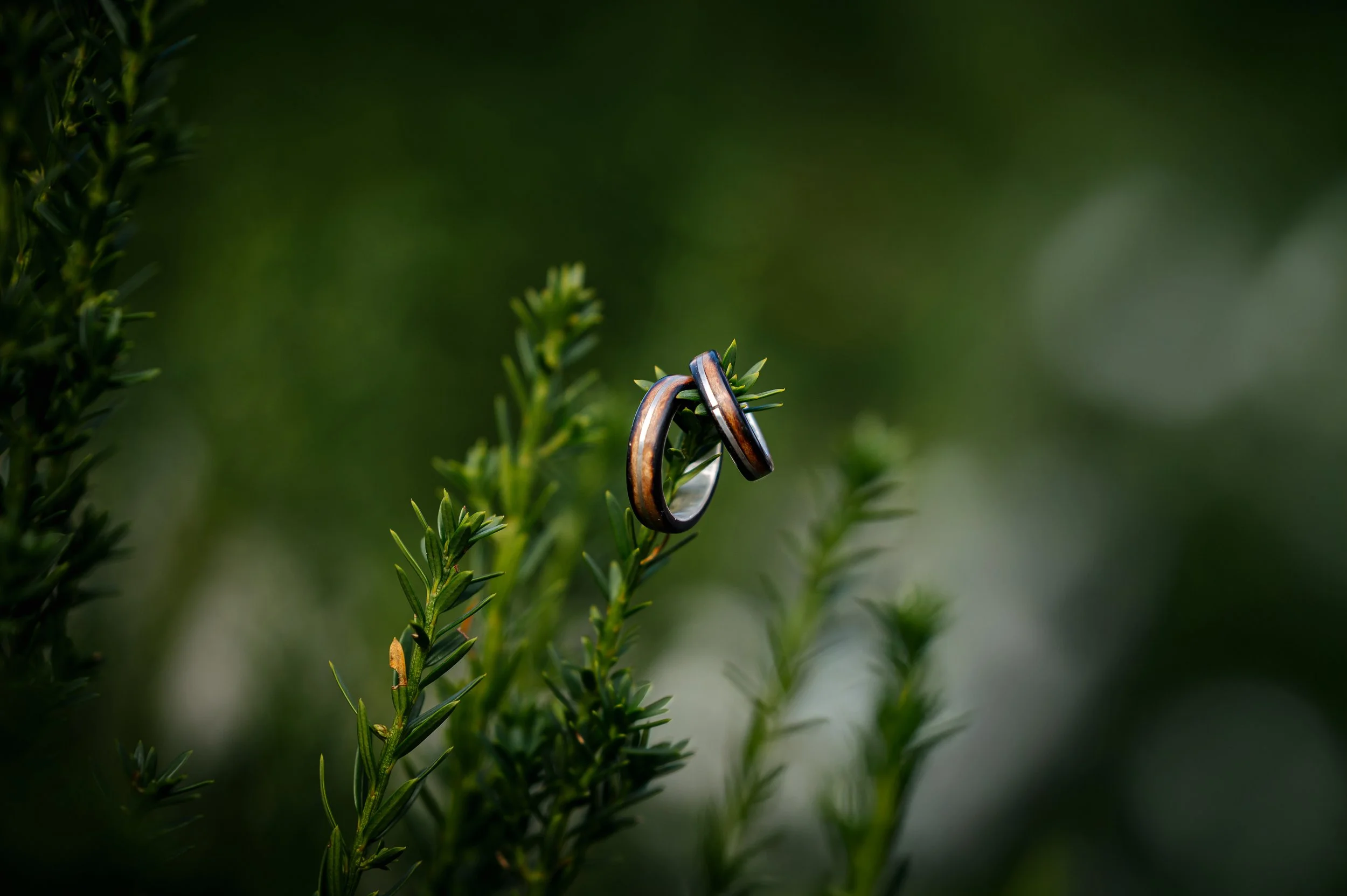 Zwei Eheringe hängen an einem grünen Strauch, im Hintergrund unscharf. Die Ringe sind zweifarbig mit dunklerem Außenrand und hellerer Innenseite Trauringe aus Holz
