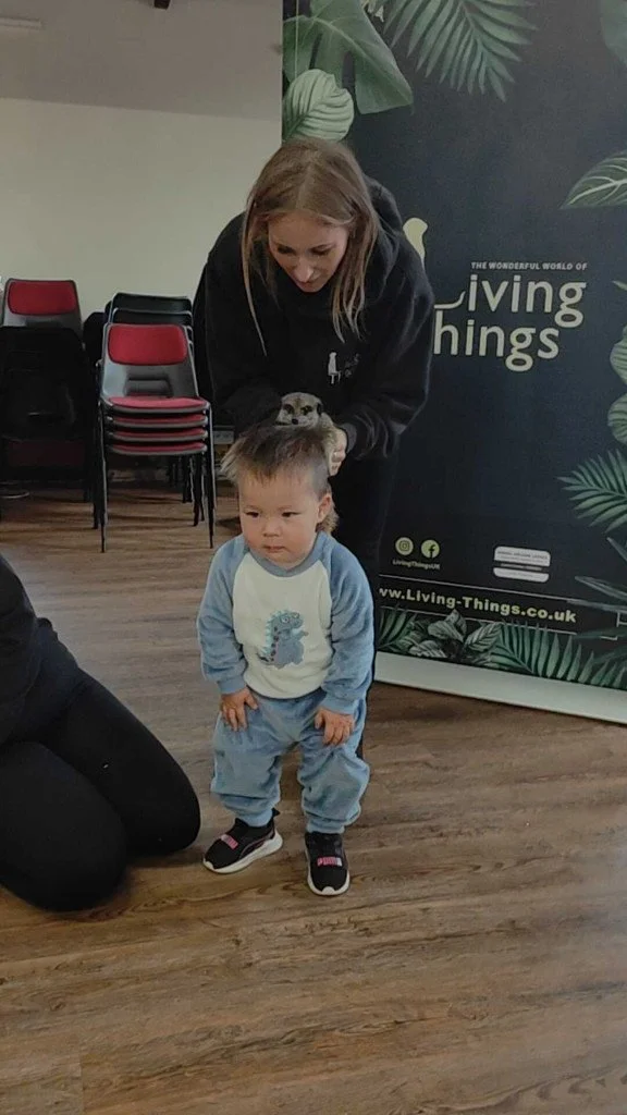 living things william meerkat.jpg