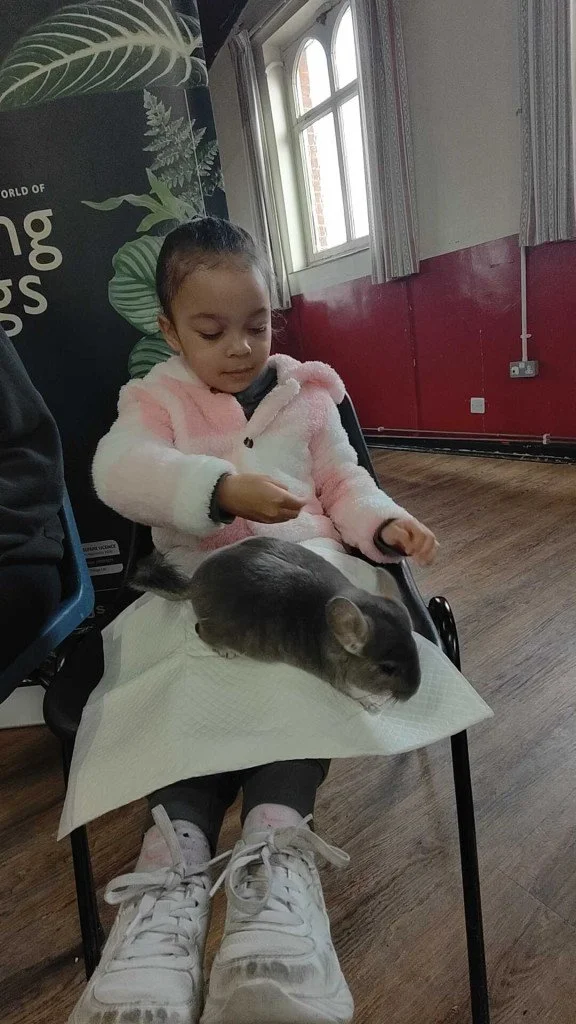 living things chinchilla anabel.jpg