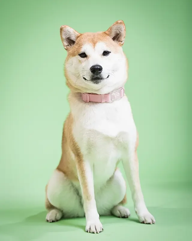 zoey-snaps-studio-portrait-shiba-inu-sitting.webp