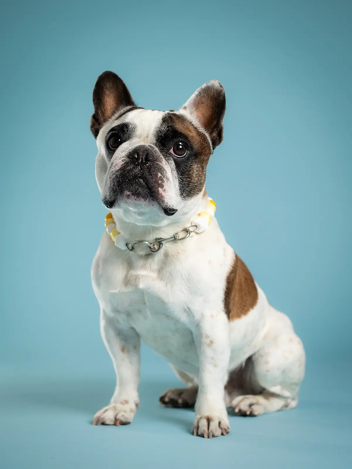 zoey-snaps-studio-portrait-frenchie-sitting.webp