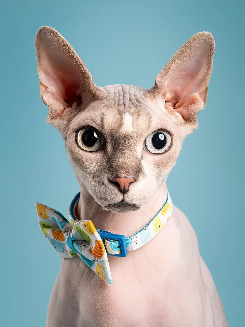 Sphynx cat wearing a colorful bow tie against a blue background.