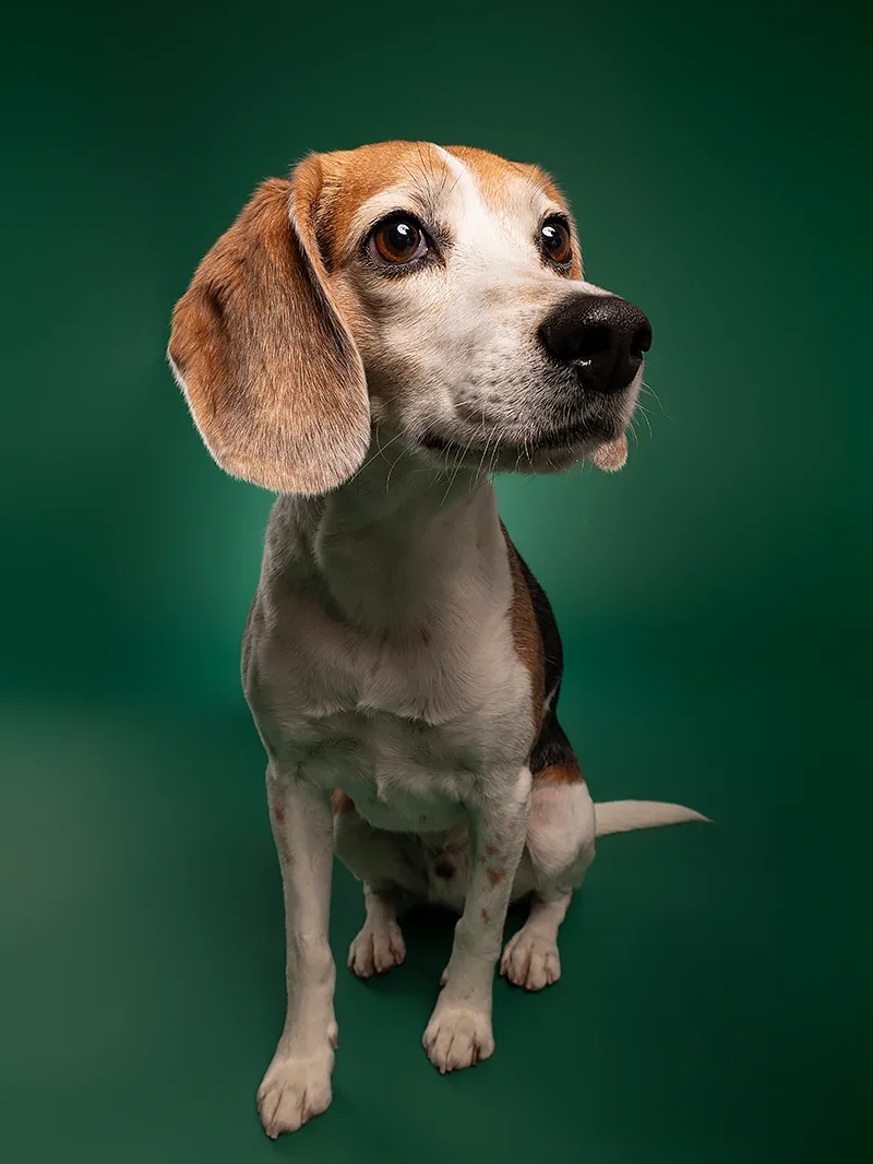 A beagle dog sitting against a green background, looking slightly to the right.