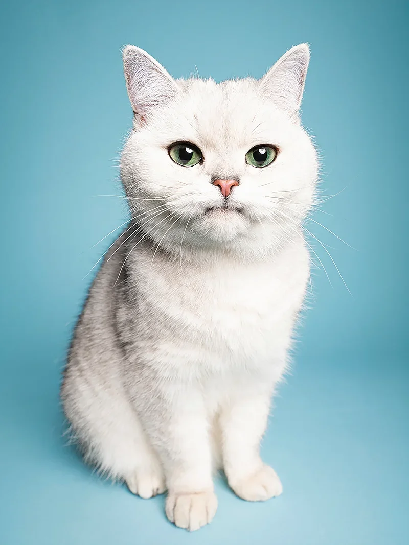 A white cat with green eyes sitting against a light blue background.