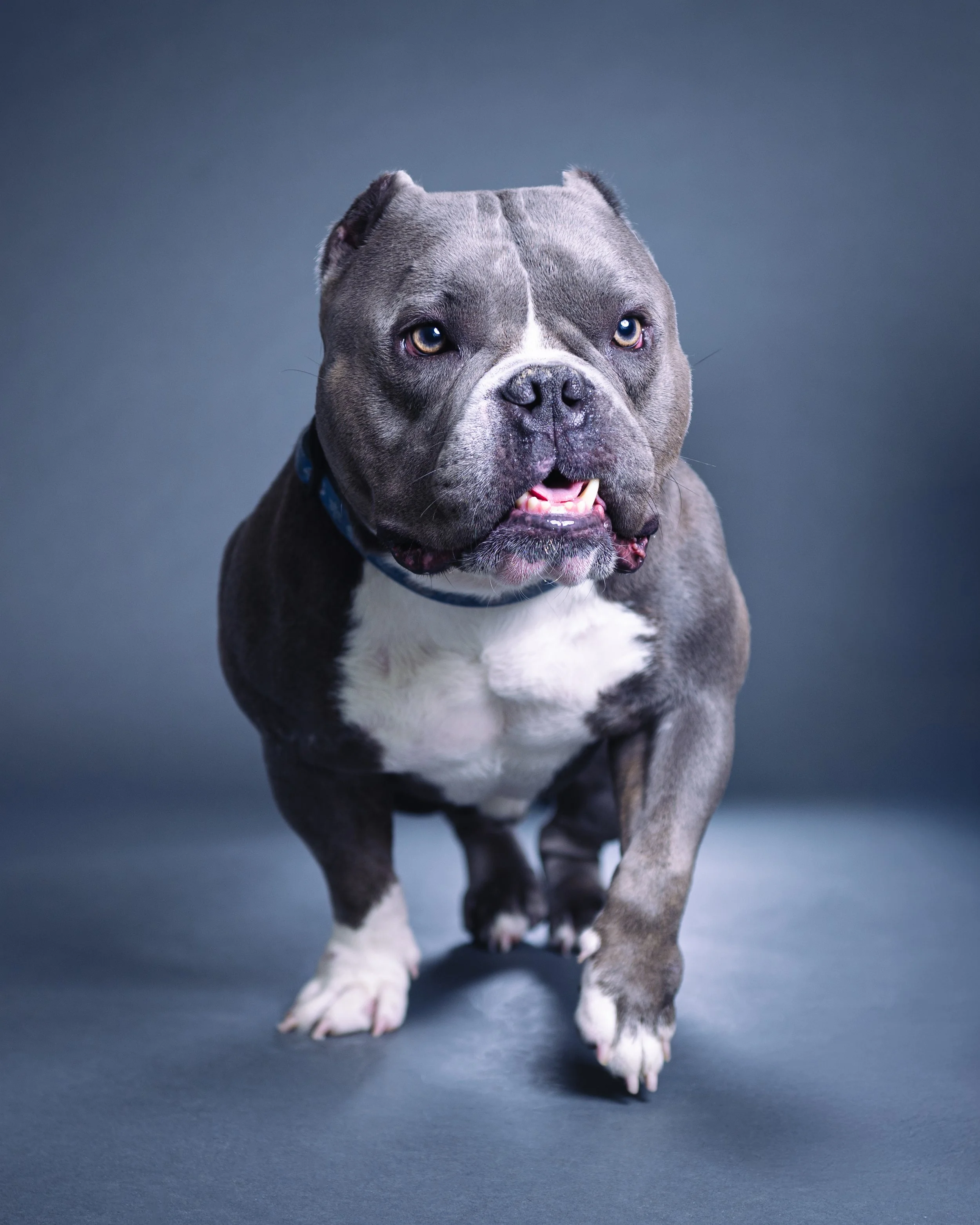 zoey-snaps-studio-portrait-american-bully-walking.jpg