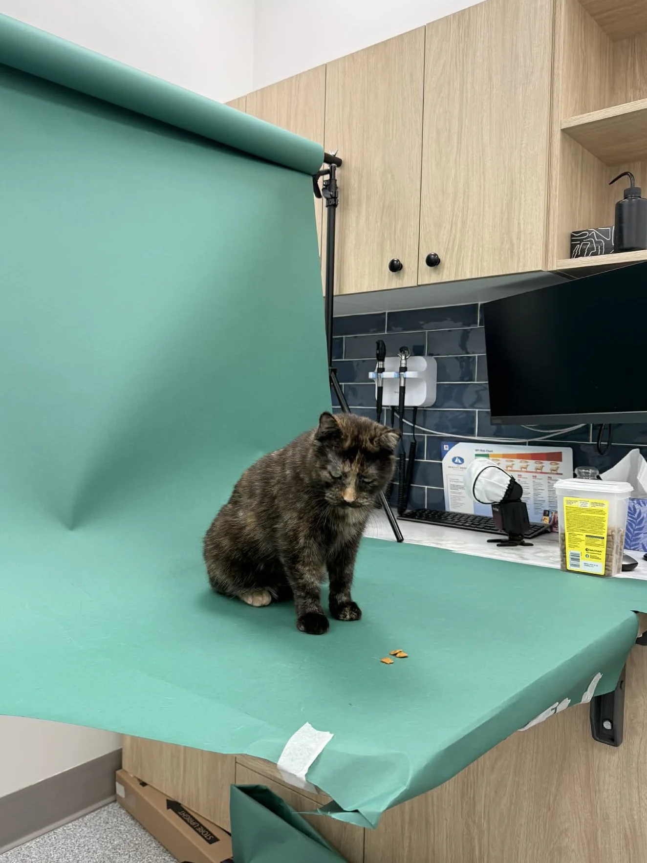 Studio Setup in Vet Clinic Room