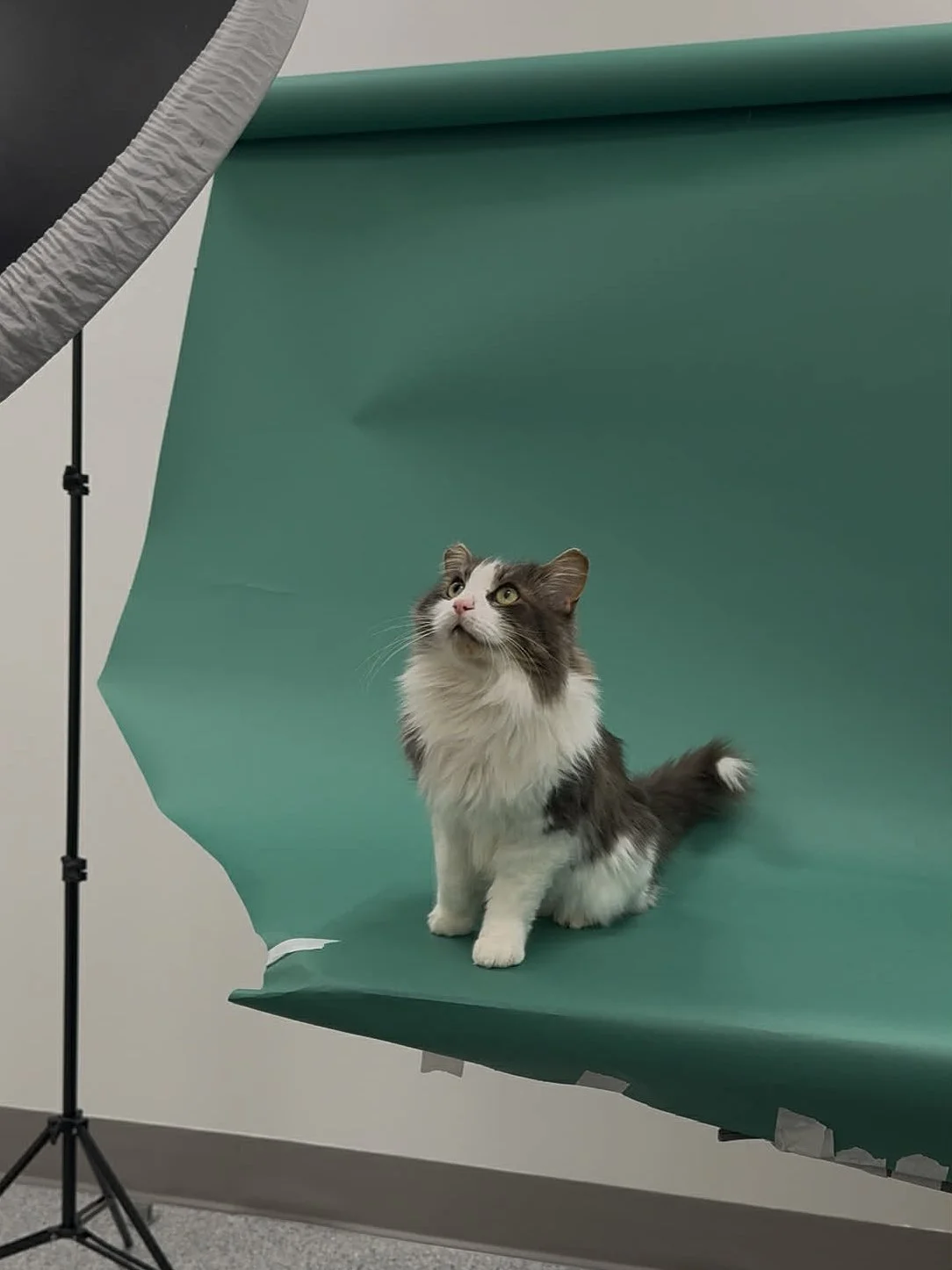Cat Looking at Studio Lighting
