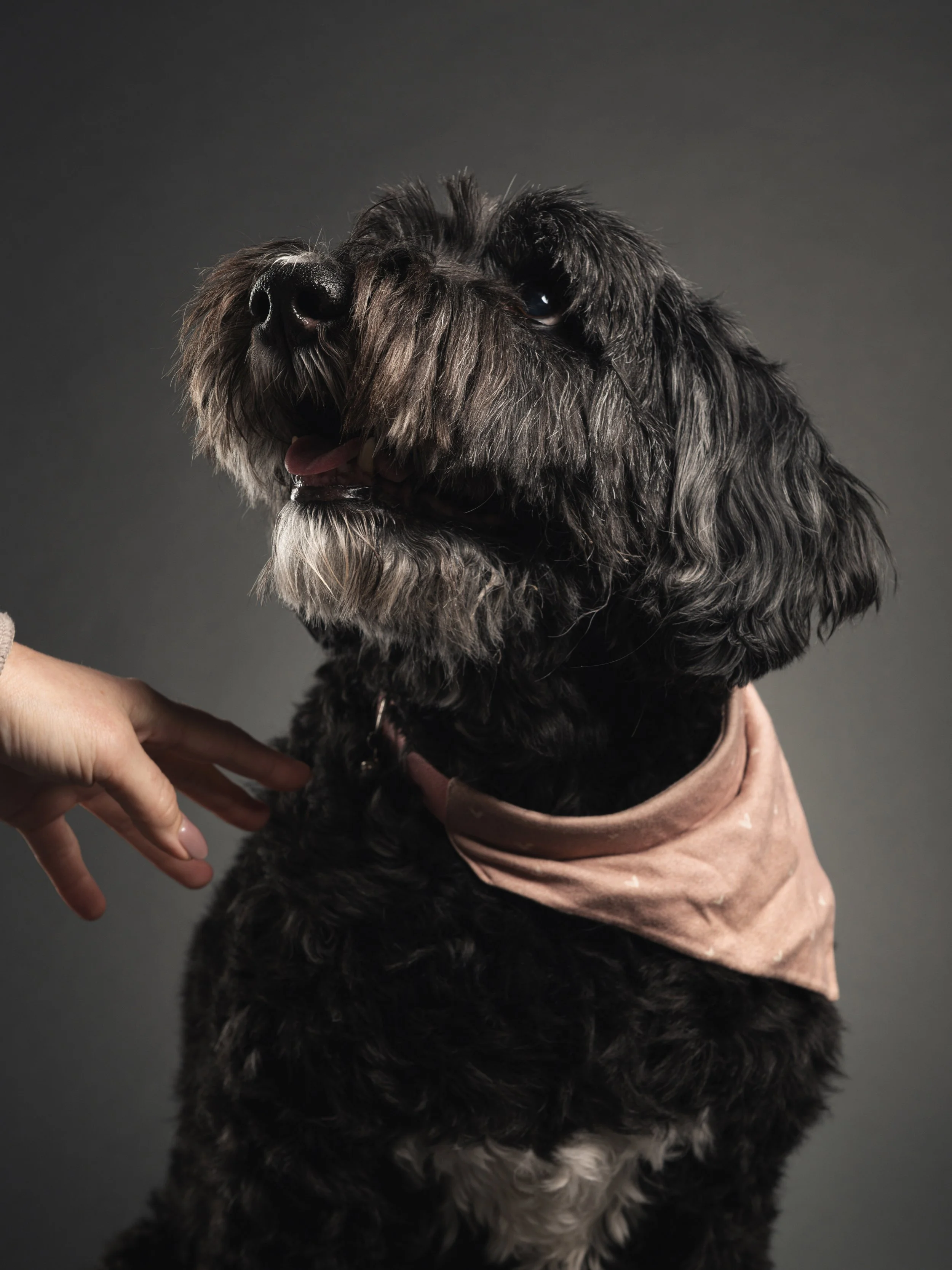 Senior Dog Photography: Celebrating a Lifetime of Love