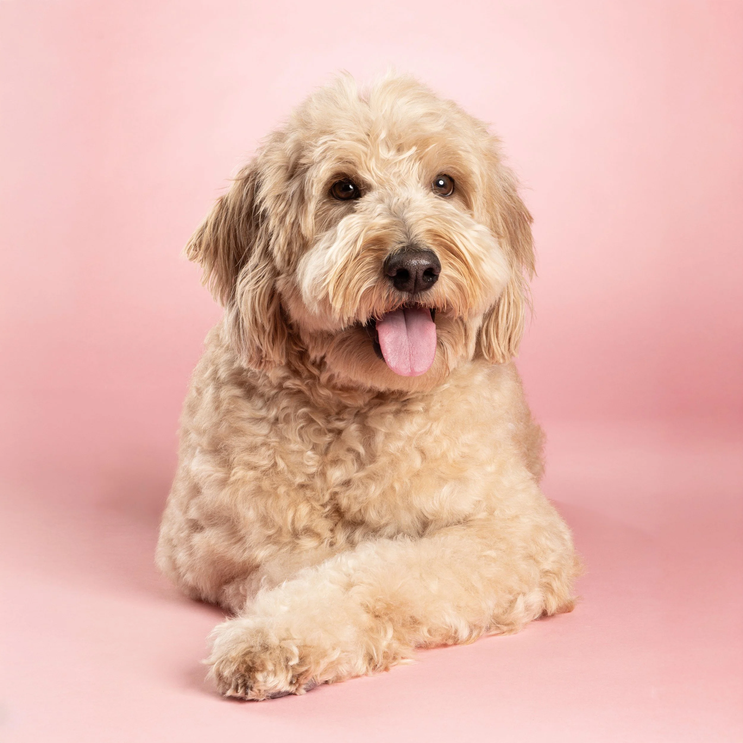 The Studio Guide to Choosing the Best Backdrop for Your Dog’s Coat