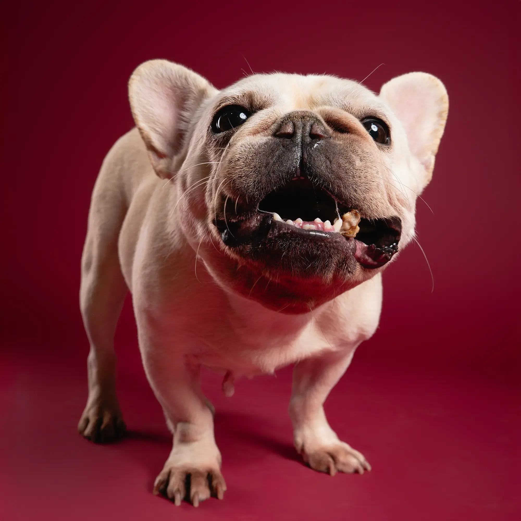 How to Capture the Perfect Frenchie "Bat-Ear" Portrait: 5 Pro Tips for Toronto Owners