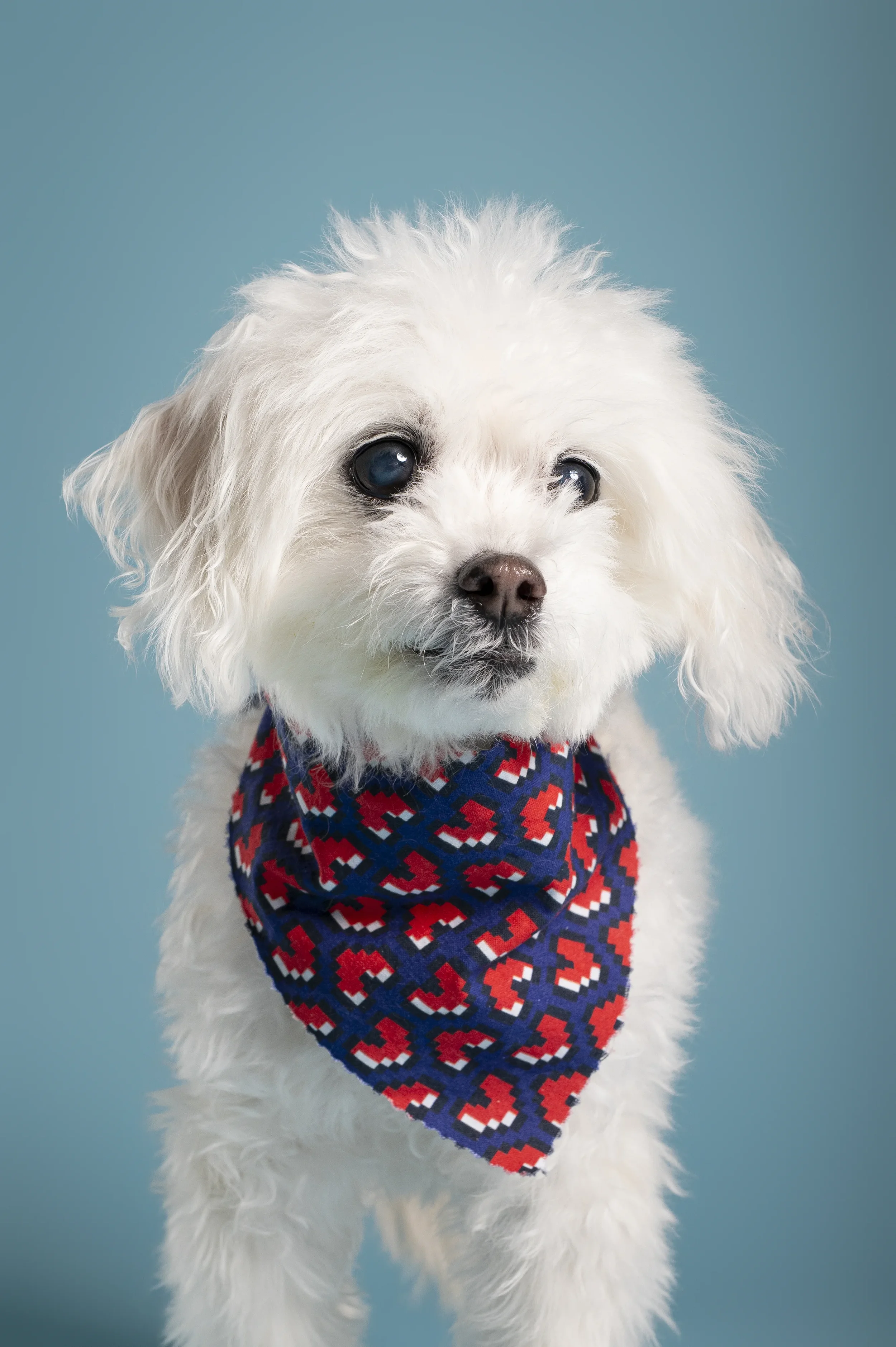 senior-dog-fashion-bandana.webp