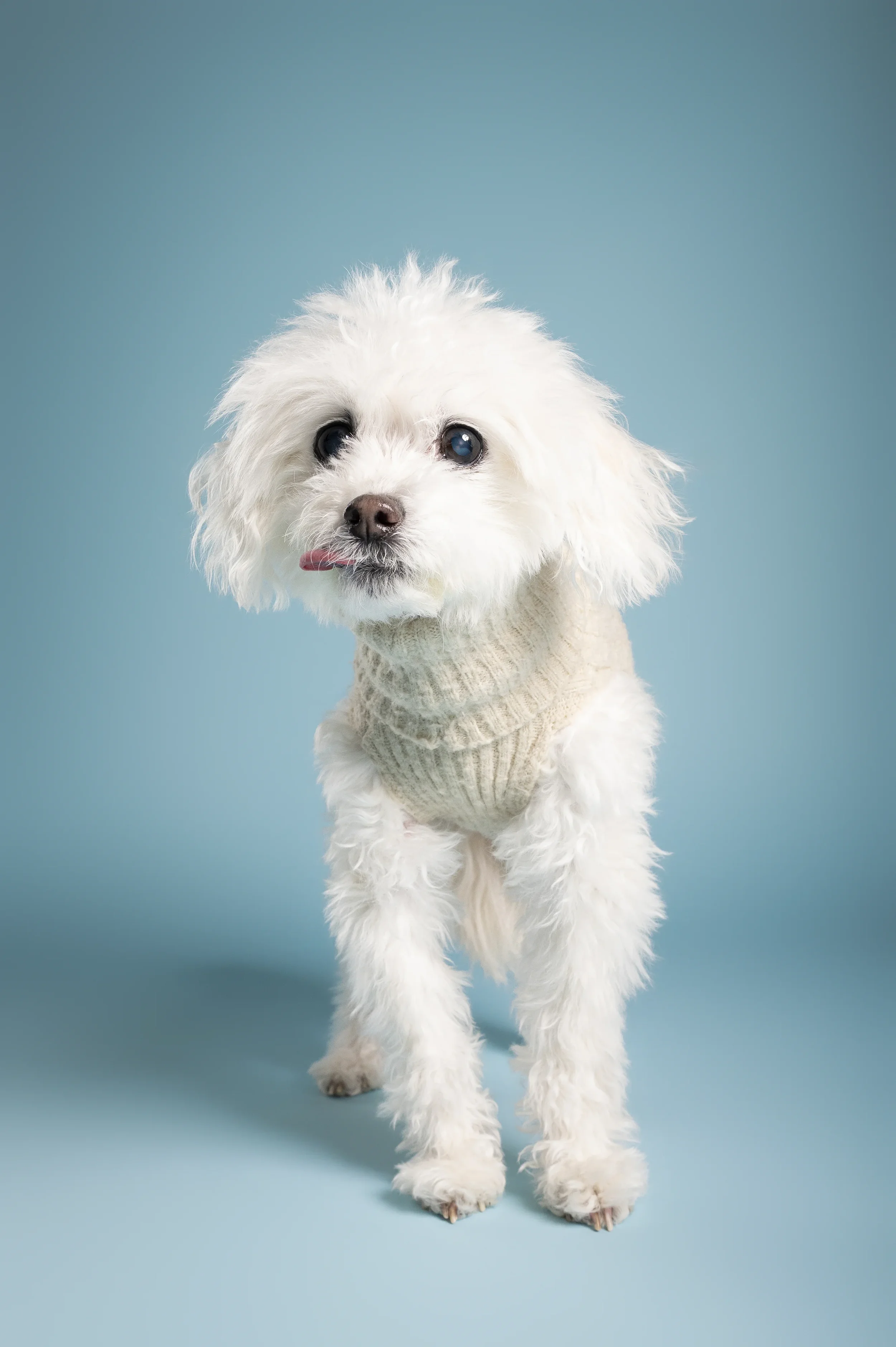senior-dog-white-sweater-blue-background.webp