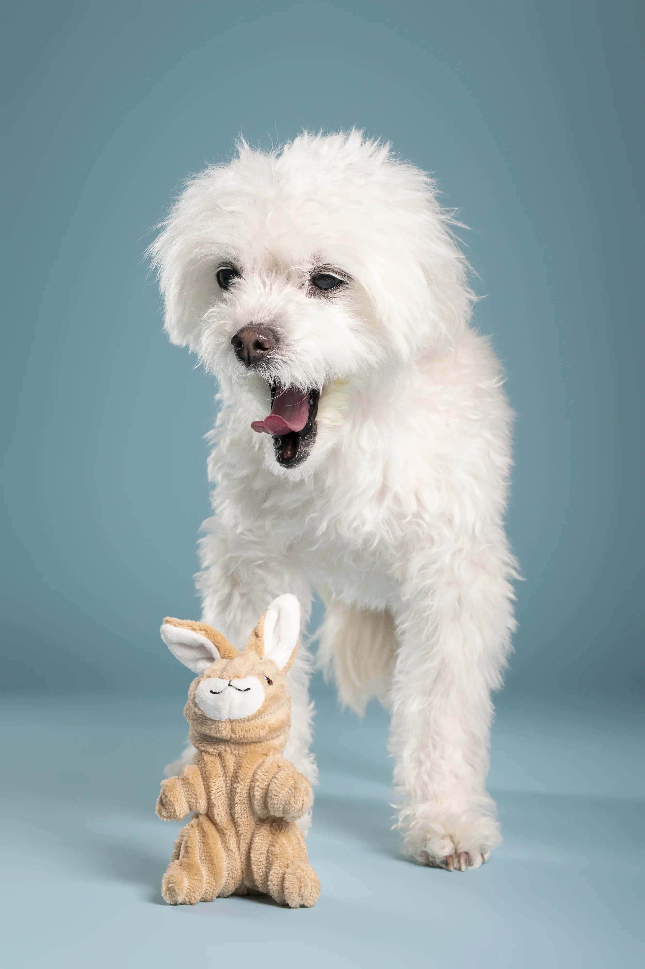 white-maltipoo-yawning-studio-pet-photography.webp